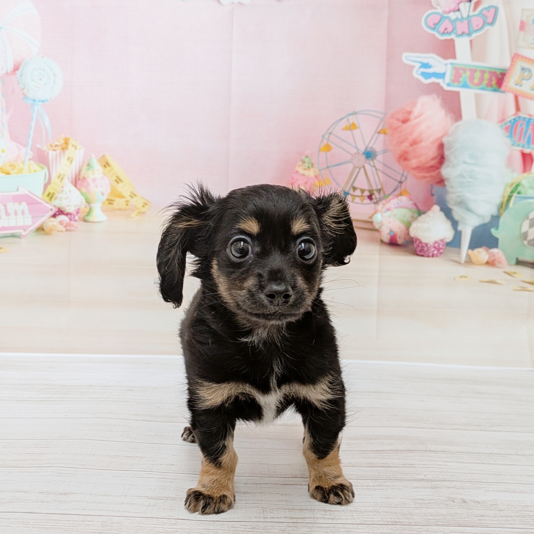 兵庫県のチワックス(チワワ×ダックス) (犬の家＆猫の里尼崎店/2026年4月30日生まれ/女の子/ブラックタン)の子犬の3枚目の画像