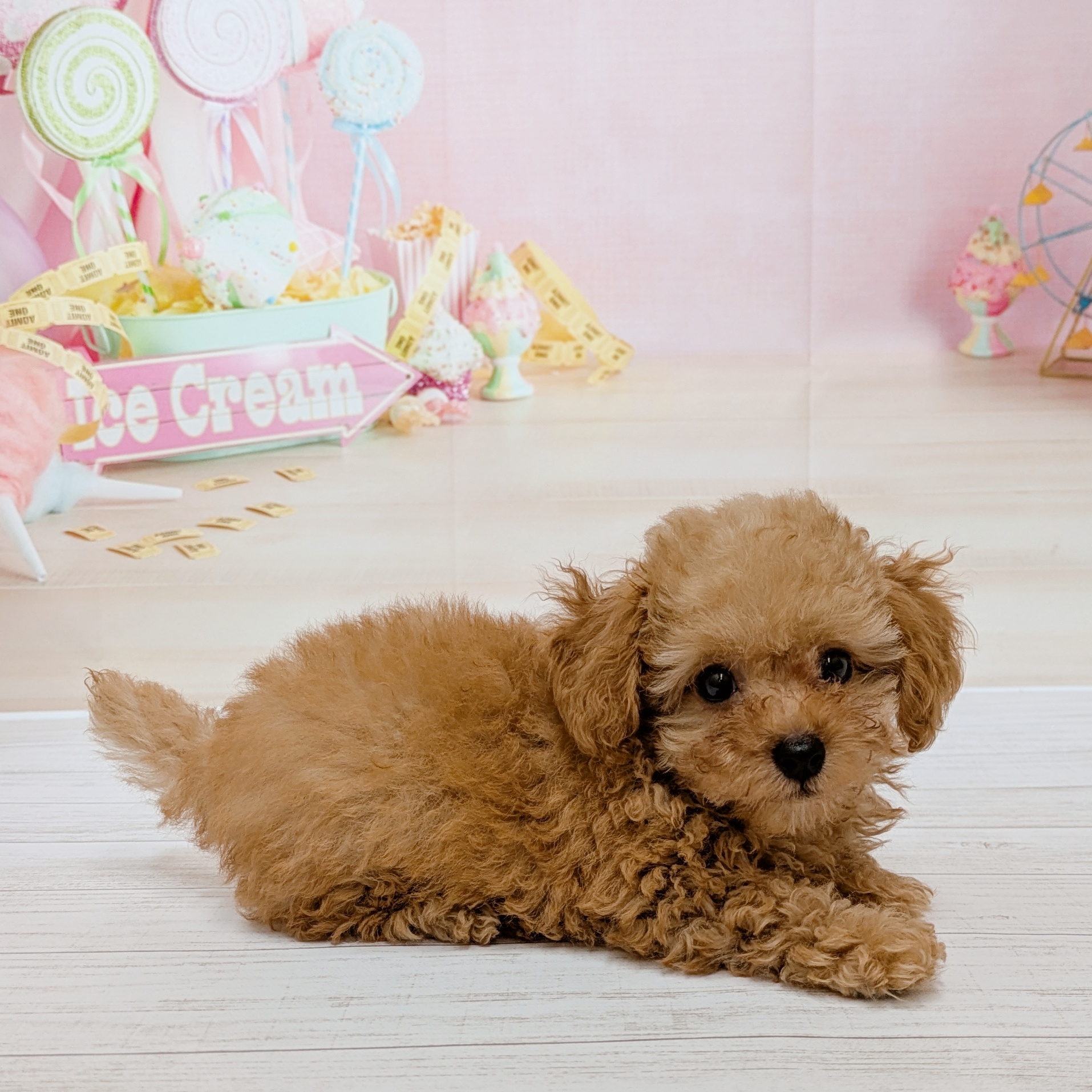 兵庫県のトイプードル(トイ) (犬の家＆猫の里尼崎店/2026年5月13日生まれ/男の子/オレンジフォーン)の子犬の3枚目の画像