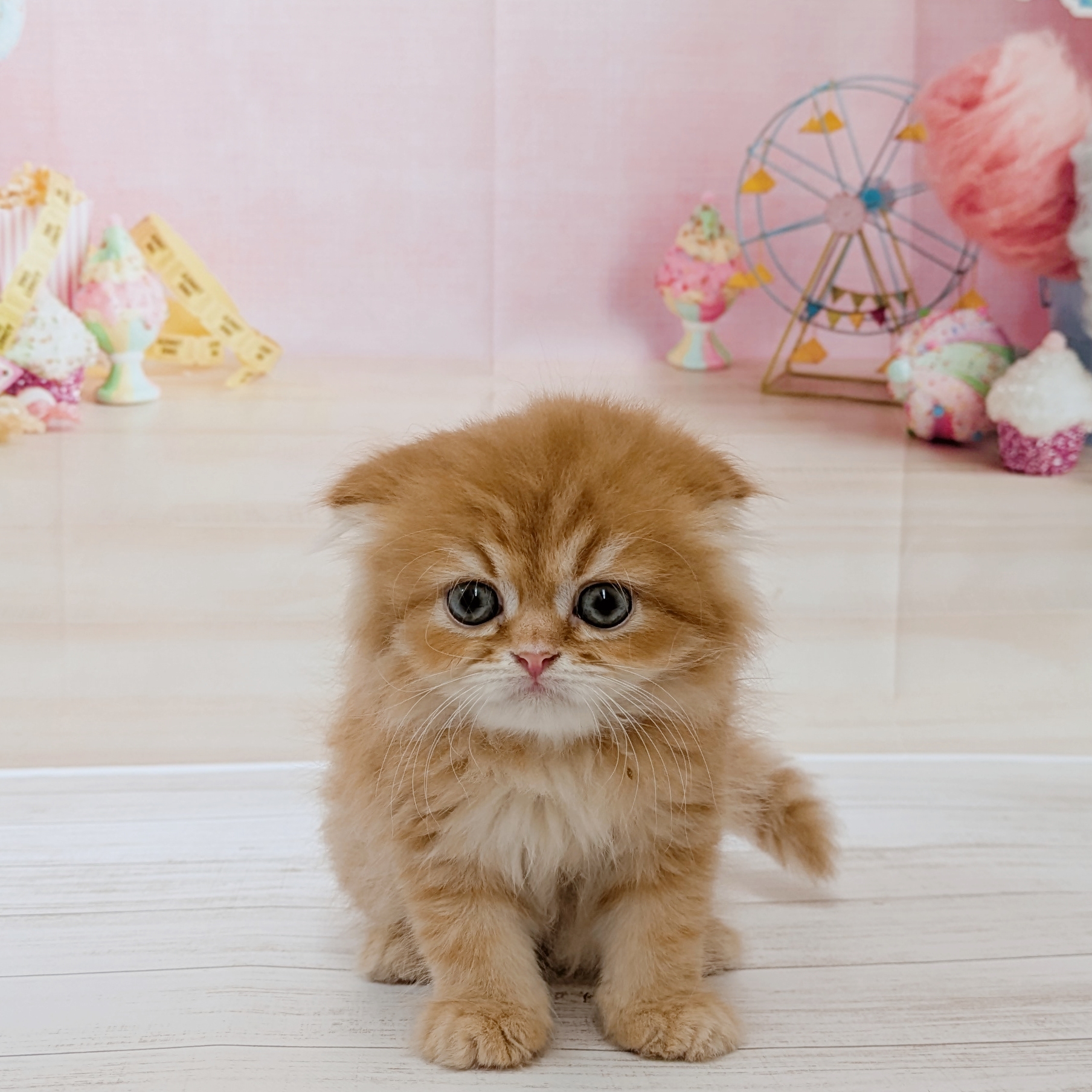 兵庫県のスコティッシュフォールド (犬の家＆猫の里尼崎店/2026年5月13日生まれ/男の子/レッドタビーホワイト)の子猫の3枚目の画像