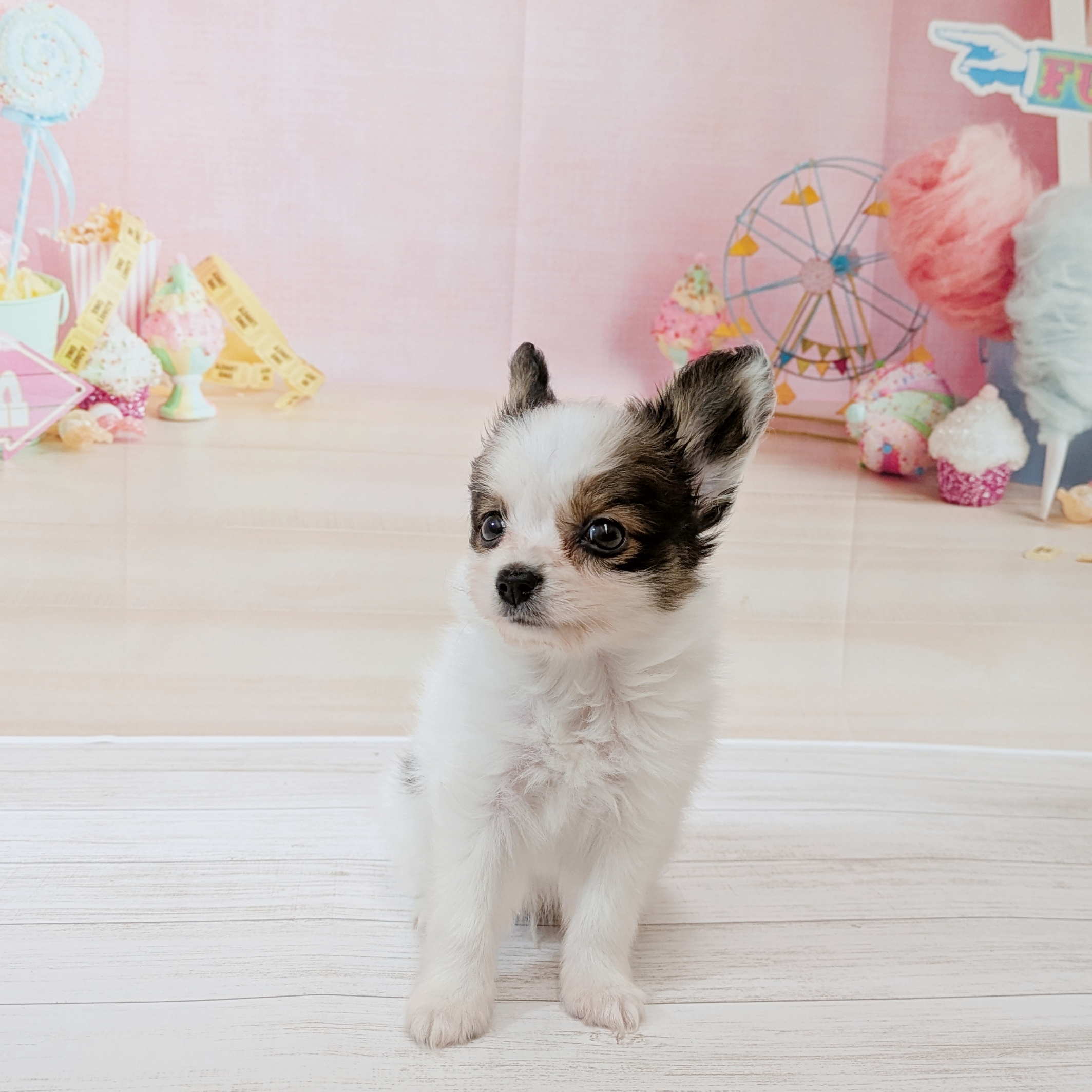 兵庫県のパピヨン (犬の家＆猫の里尼崎店/2026年5月20日生まれ/男の子/ホワイトブラウン)の子犬の3枚目の画像