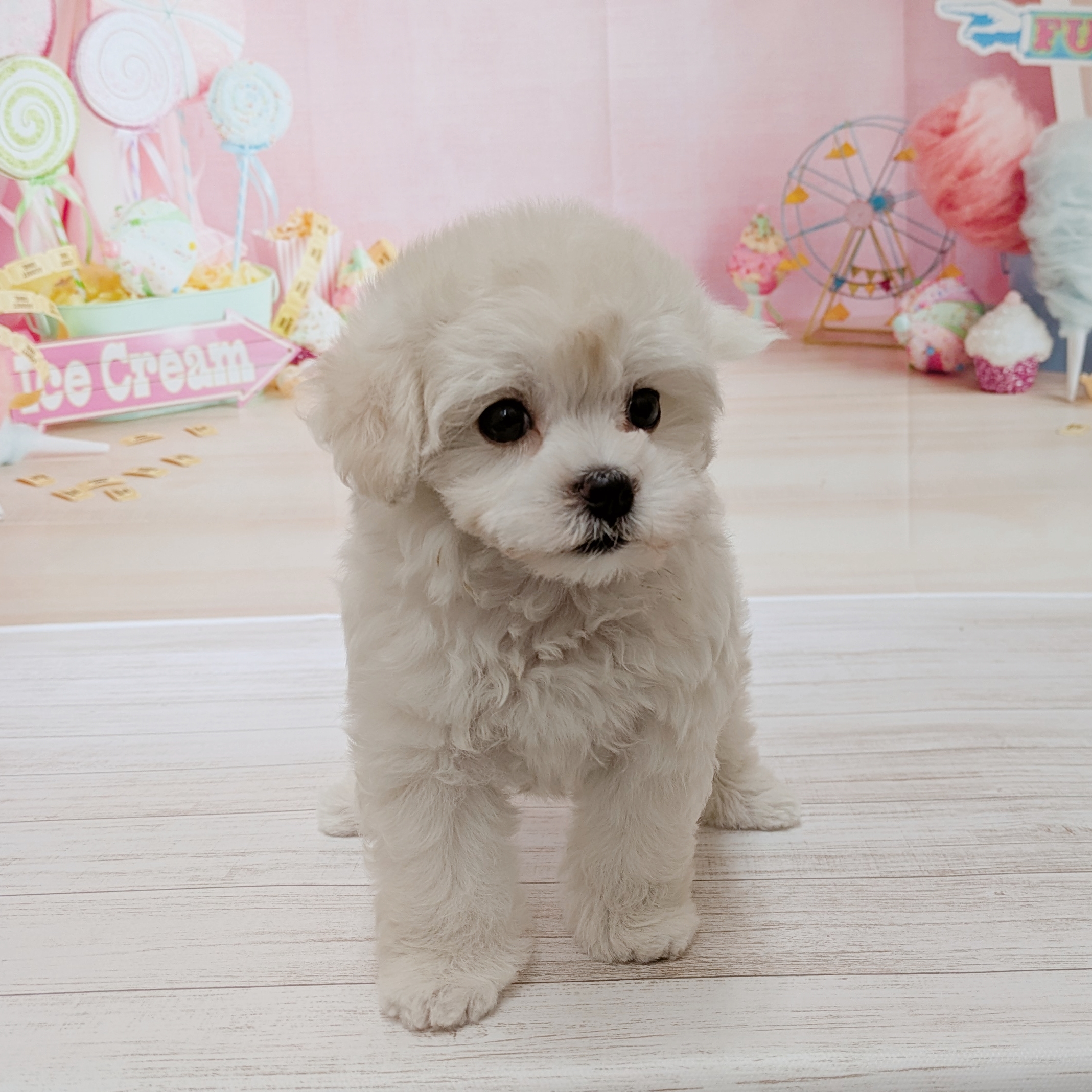 兵庫県のマルプー(マルチーズ×プードル) (犬の家＆猫の里尼崎店/2026年5月22日生まれ/女の子/ホワイト)の子犬の3枚目の画像