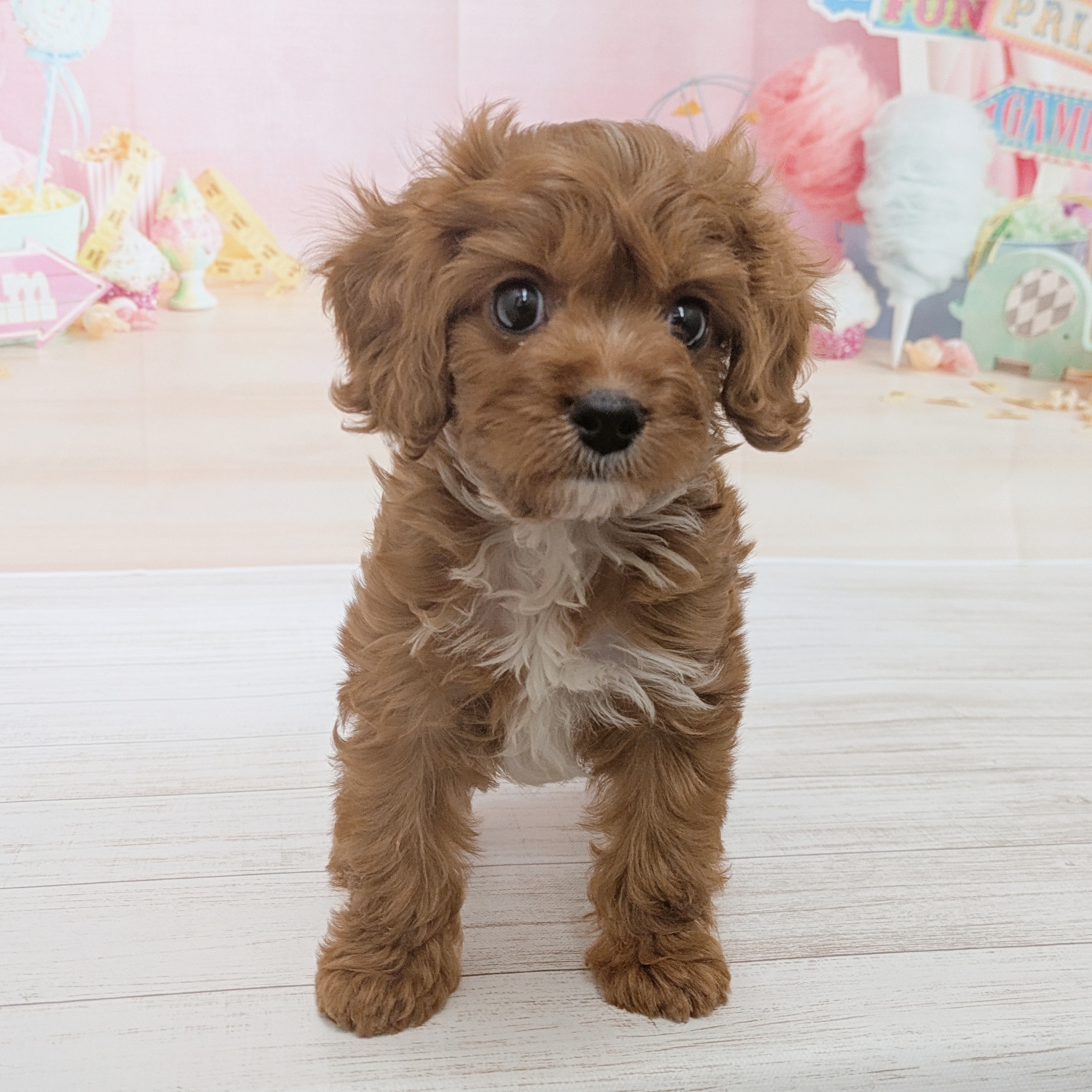 兵庫県のキャバプー(キャバリア×プードル) (犬の家＆猫の里尼崎店/2026年5月28日生まれ/女の子/レッドホワイト)の子犬の3枚目の画像