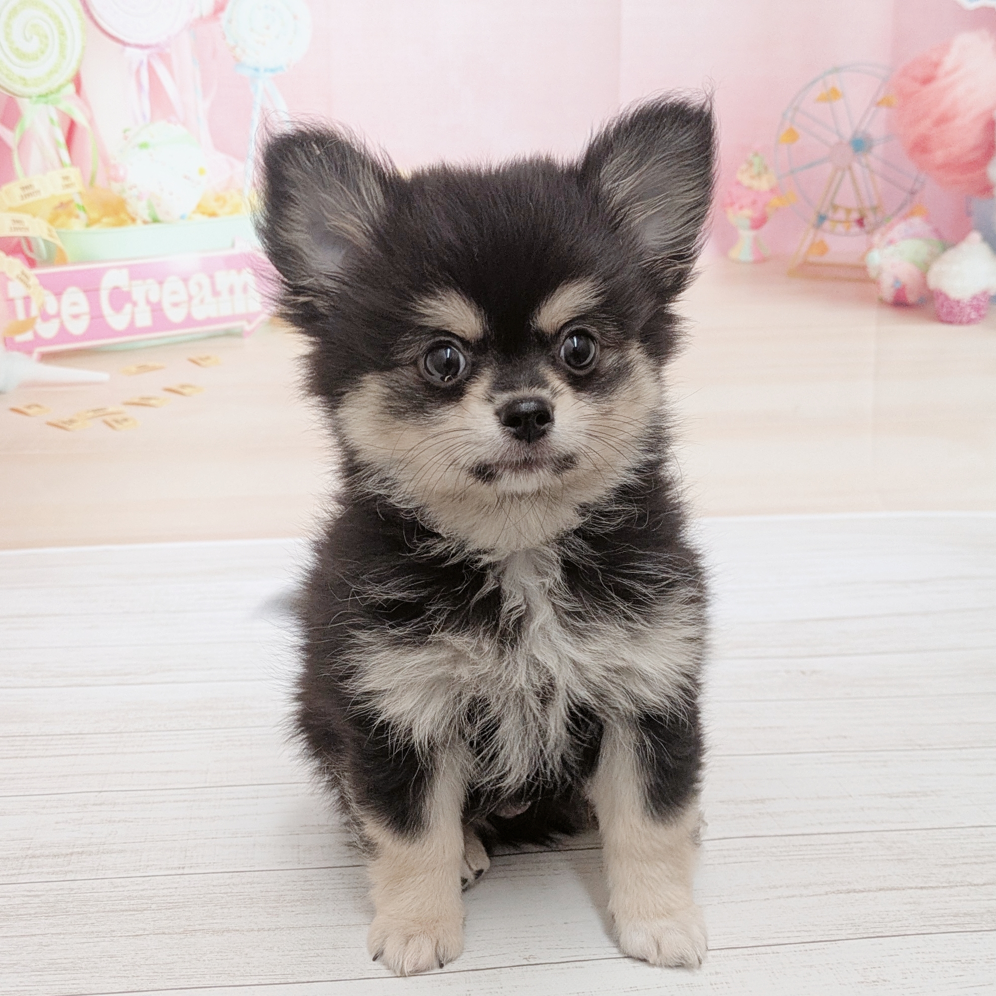 兵庫県のポメチワ/チワポメ/ポメチー(ポメラニアン×チワワ) (犬の家＆猫の里尼崎店/2026年5月29日生まれ/男の子/ブラッククリーム)の子犬の3枚目の画像