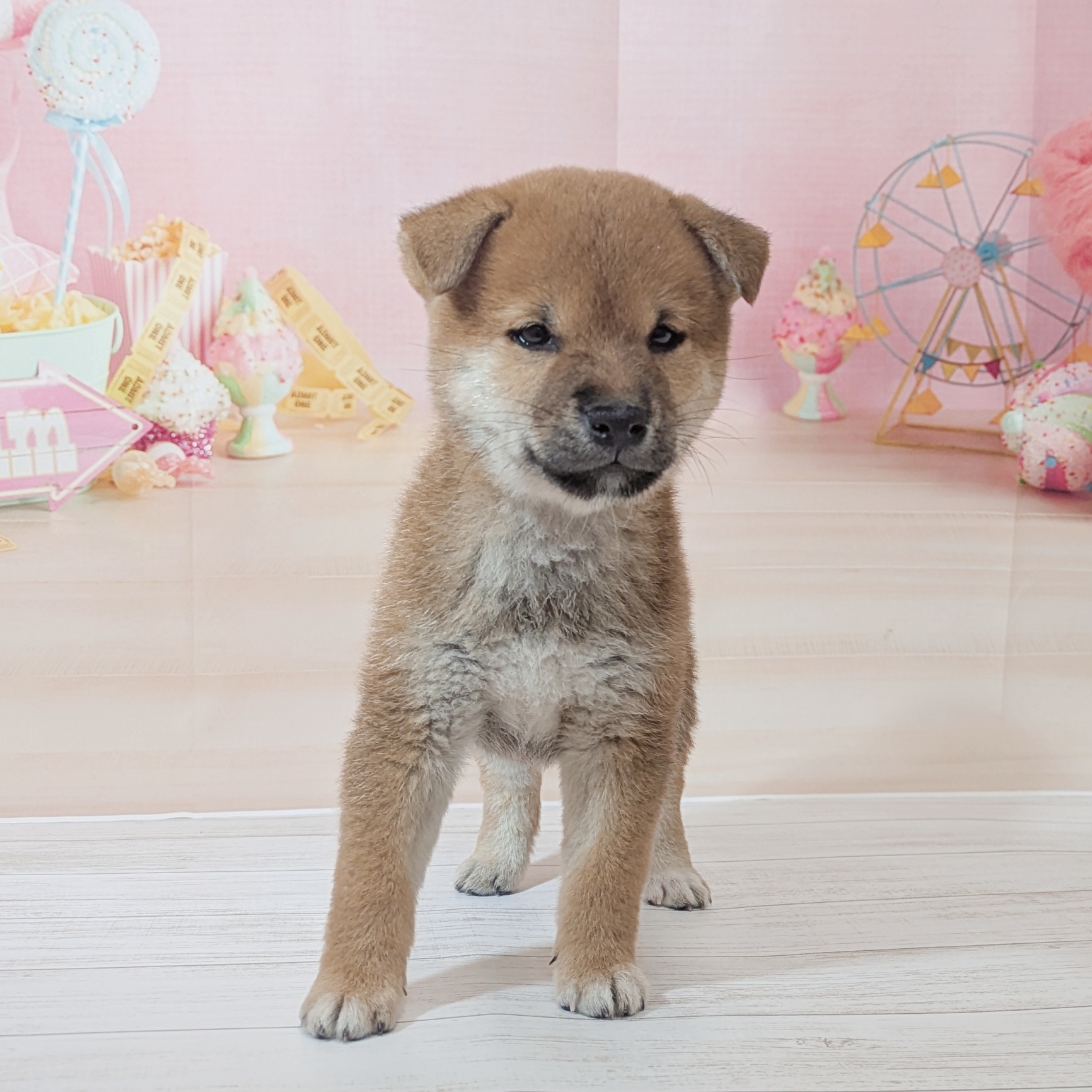 兵庫県の豆柴 (犬の家＆猫の里尼崎店/2026年6月5日生まれ/男の子/赤)の子犬の3枚目の画像