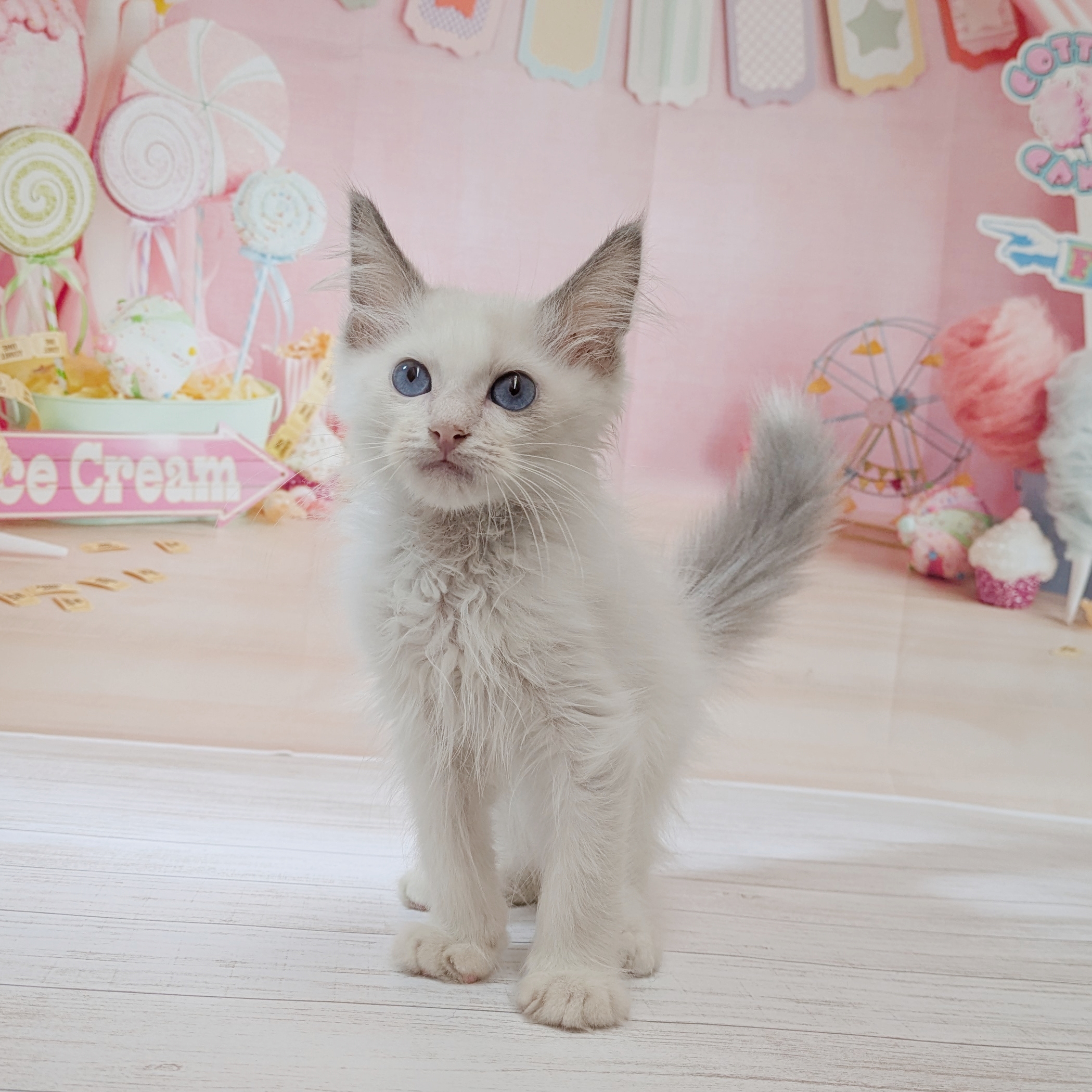 兵庫県のラグドール (犬の家＆猫の里尼崎店/2026年5月13日生まれ/男の子/ブルーポイントバイカラー)の子猫の3枚目の画像