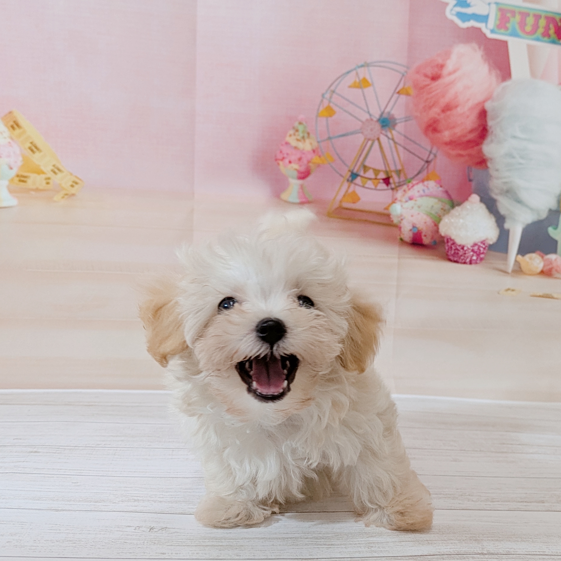 兵庫県のマルプー(マルチーズ×プードル) (犬の家＆猫の里尼崎店/2026年5月30日生まれ/男の子/クリーム)の子犬の3枚目の画像