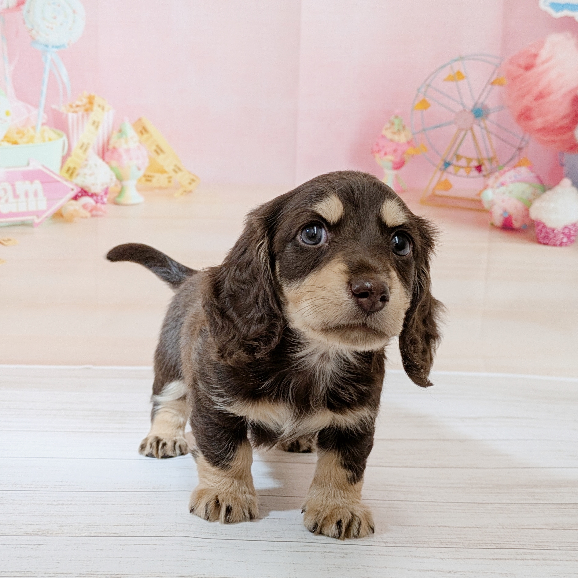 兵庫県のミニチュアダックスフンド(ロング) (犬の家＆猫の里尼崎店/2026年6月7日生まれ/男の子/チョコレートタン)の子犬の3枚目の画像