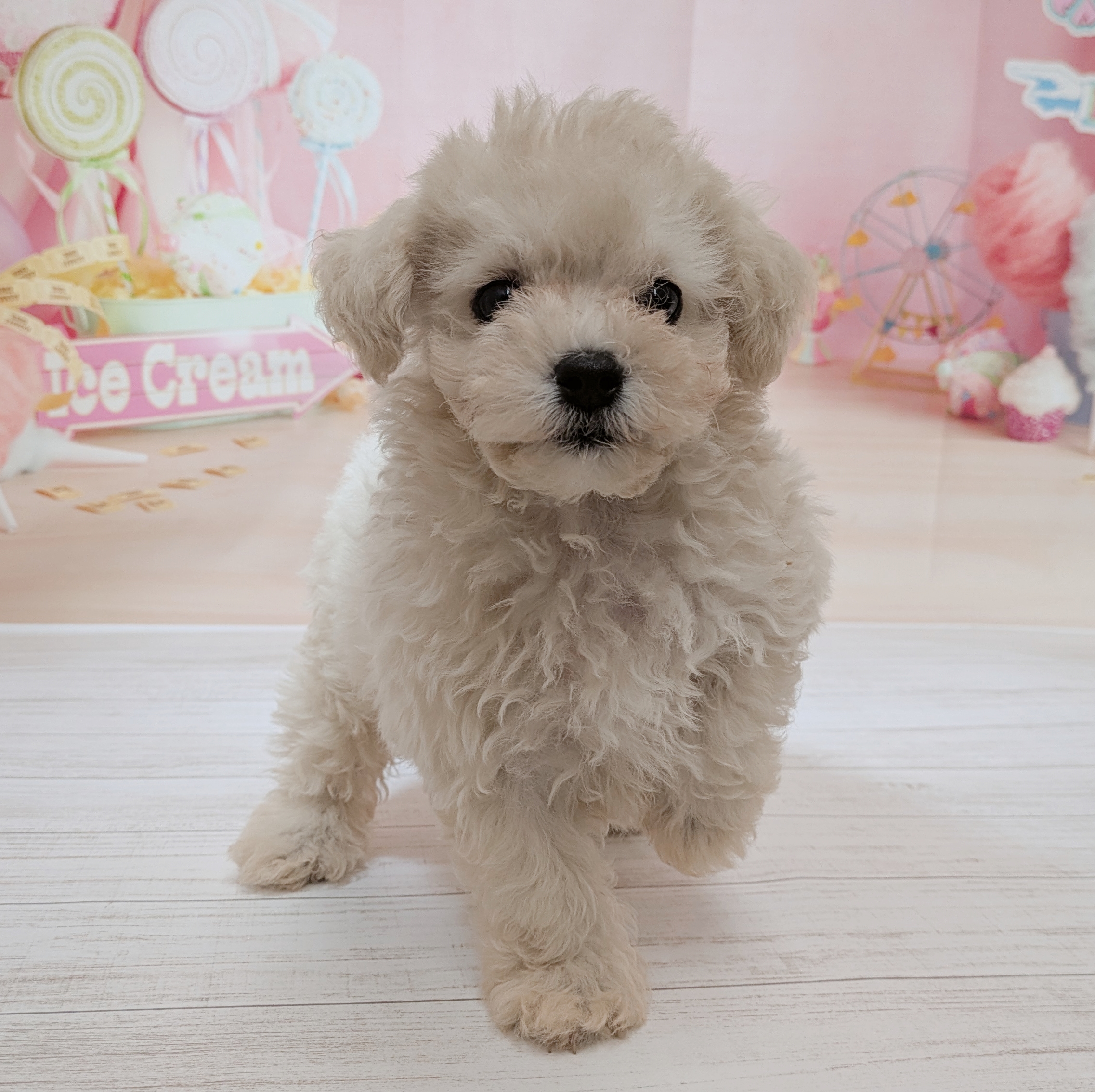 兵庫県のマルプー(マルチーズ×プードル) (犬の家＆猫の里尼崎店/2026年7月15日生まれ/男の子/クリームホワイト)の子犬の3枚目の画像