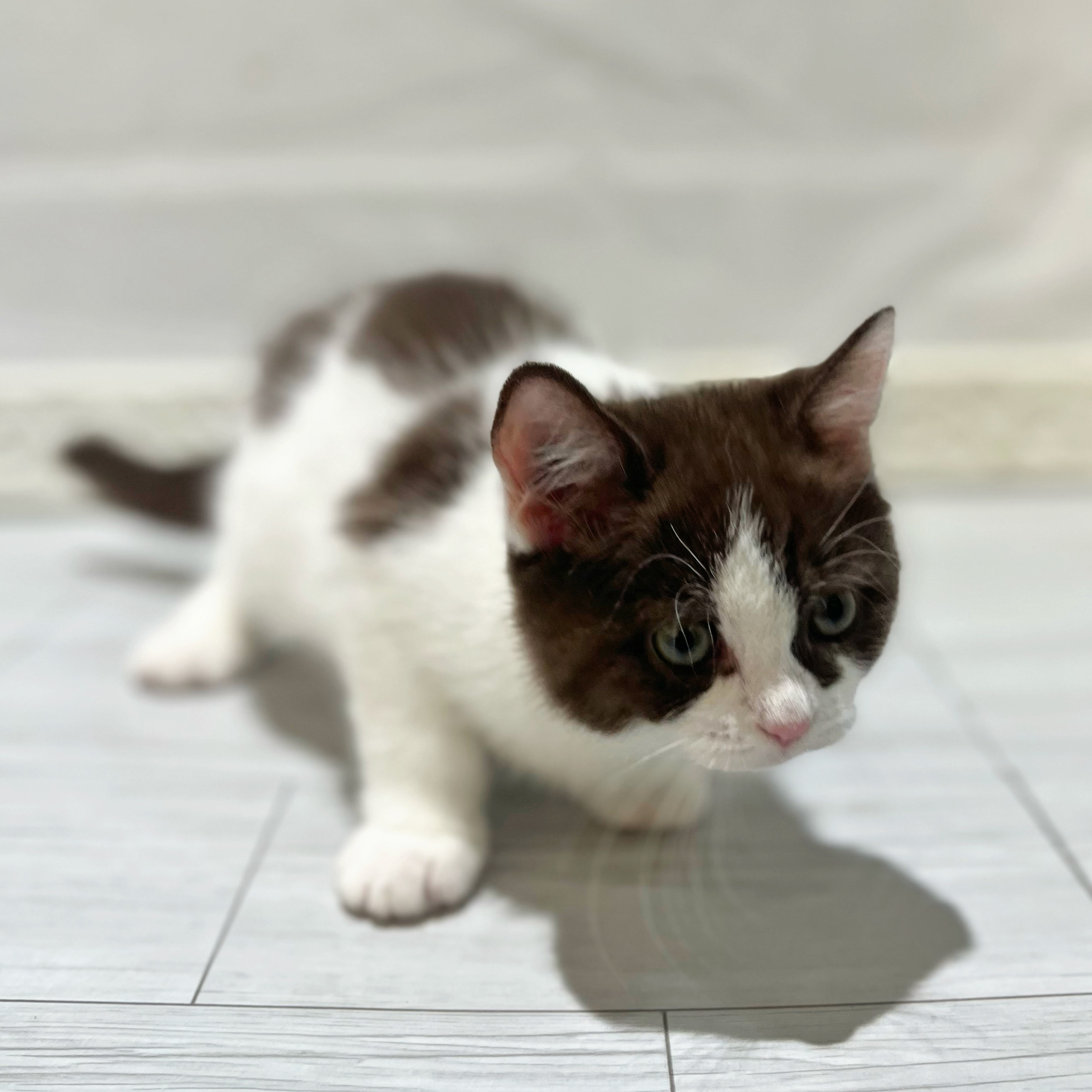 愛知県のスコティッシュストレート (犬の家＆猫の里春日井本店/2026年7月25日生まれ/女の子/チョコレートホワイト)の子猫の3枚目の画像