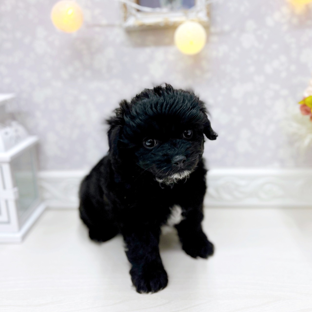 富山県のチワプー/プーチー(チワワ×プードル) (犬の家＆猫の里アミーゴ山室店/2025年10月12日生まれ/男の子/ブラックホワイト)の子犬の3枚目の画像