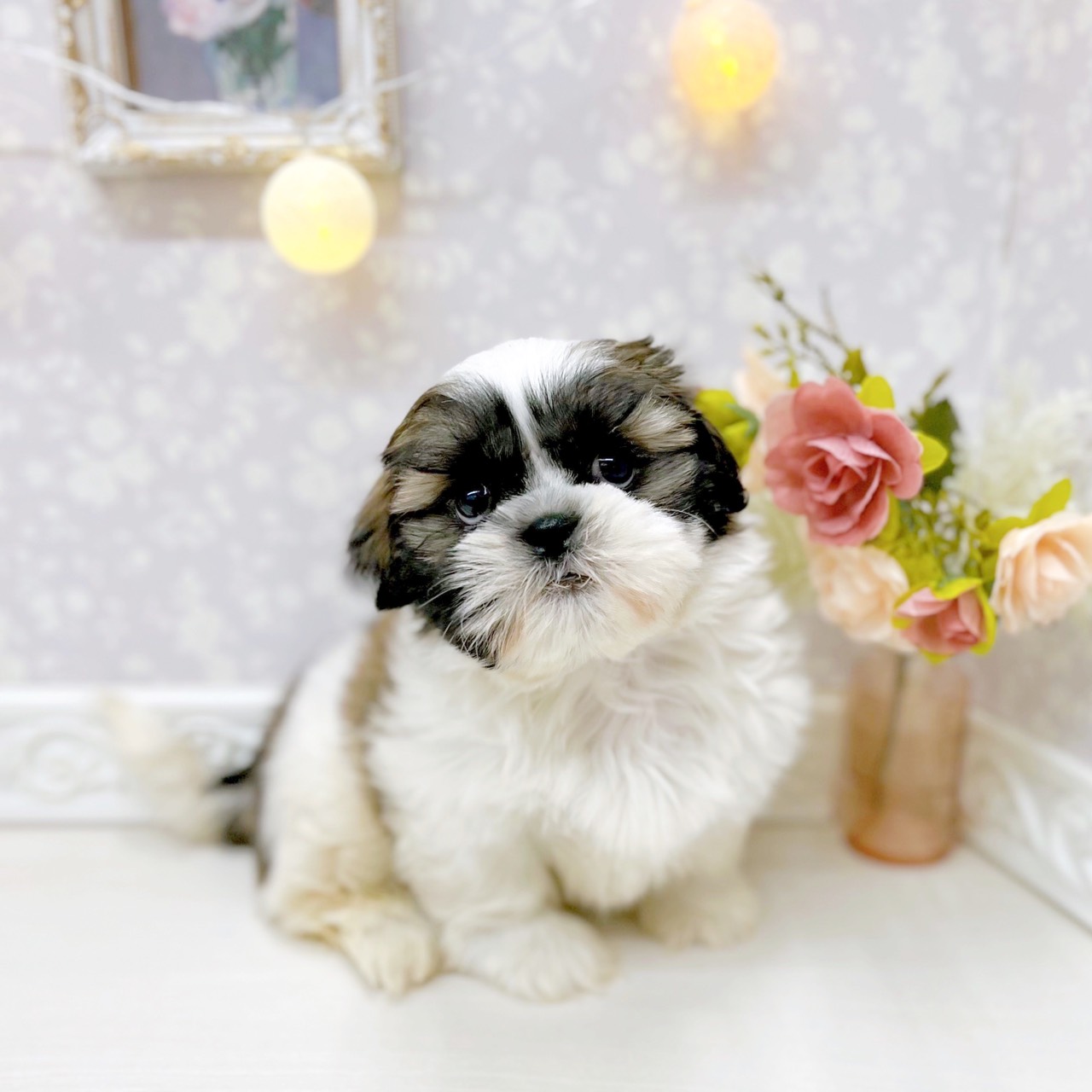 富山県のシーズー (犬の家＆猫の里アミーゴ山室店/2025年10月12日生まれ/男の子/ゴールドホワイト)の子犬の3枚目の画像