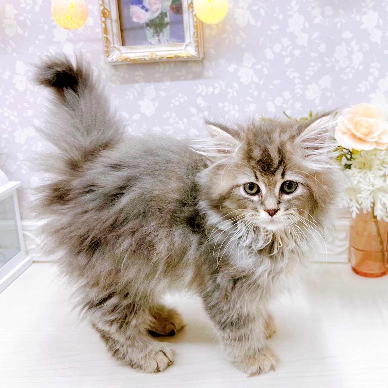 富山県のサイベリアン (犬の家＆猫の里アミーゴ山室店/2025年10月10日生まれ/男の子/ブルータビー)の子猫の3枚目の画像