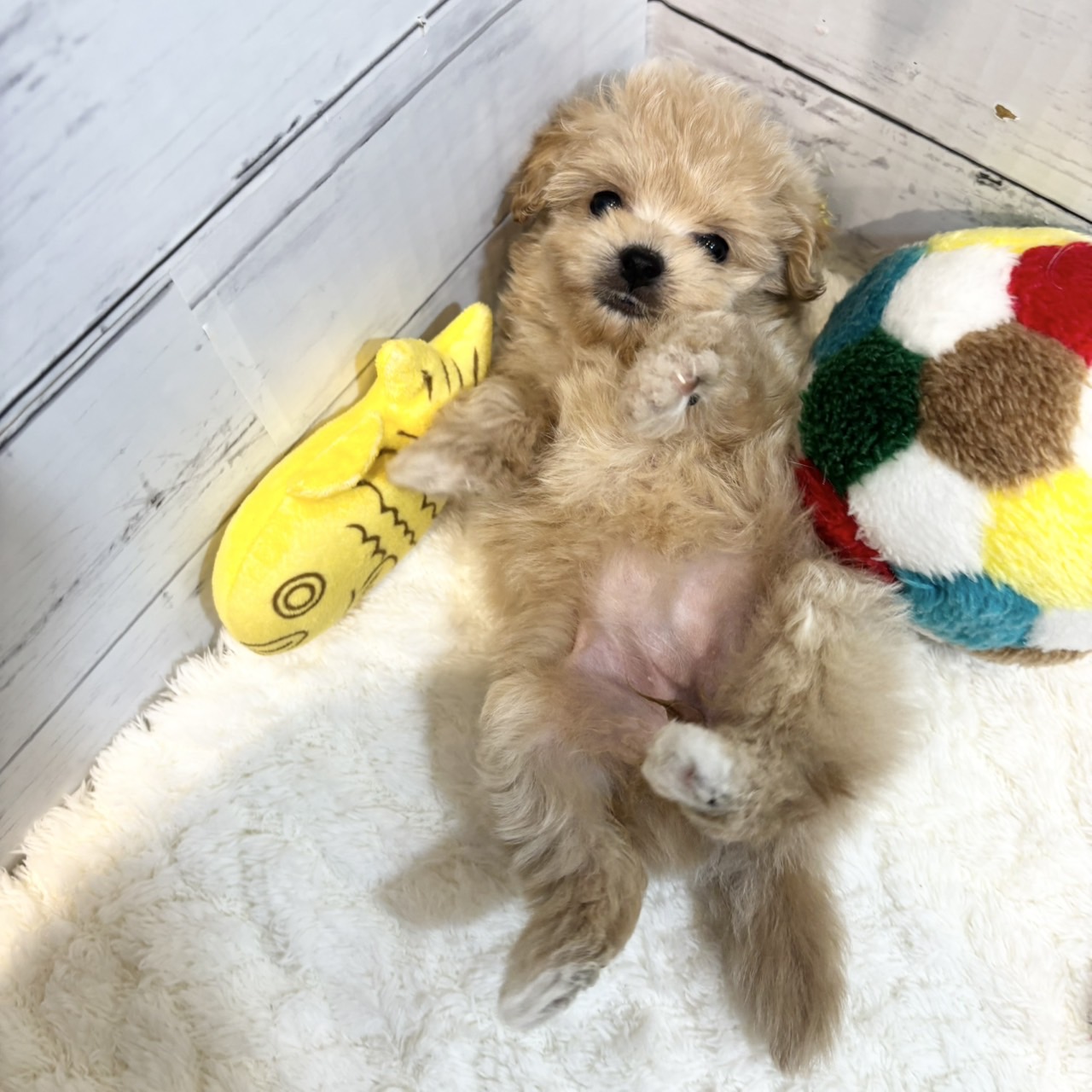 長野県のポメプー(ポメラニアン×プードル) (犬の家＆猫の里カインズ梓川店/2025年6月30日生まれ/女の子/アプリコット)の子犬の3枚目の画像