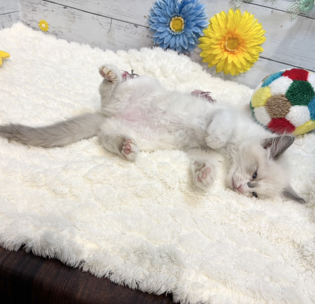 長野県のラグドール (犬の家＆猫の里カインズ梓川店/2025年7月1日生まれ/女の子/ブルーポイントバイカラー)の子猫の3枚目の画像