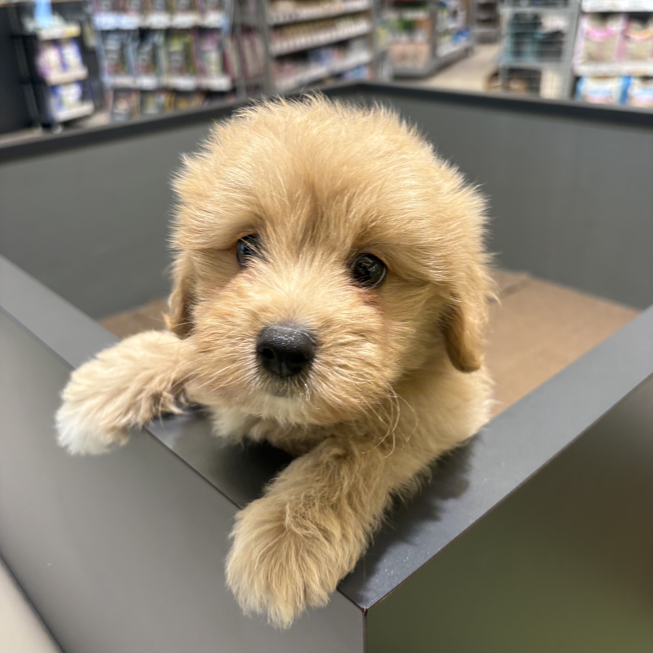 愛知県のポメプー(ポメラニアン×プードル) (犬の家＆猫の里春日井本店/2025年8月15日生まれ/男の子/クリーム)の子犬の3枚目の画像