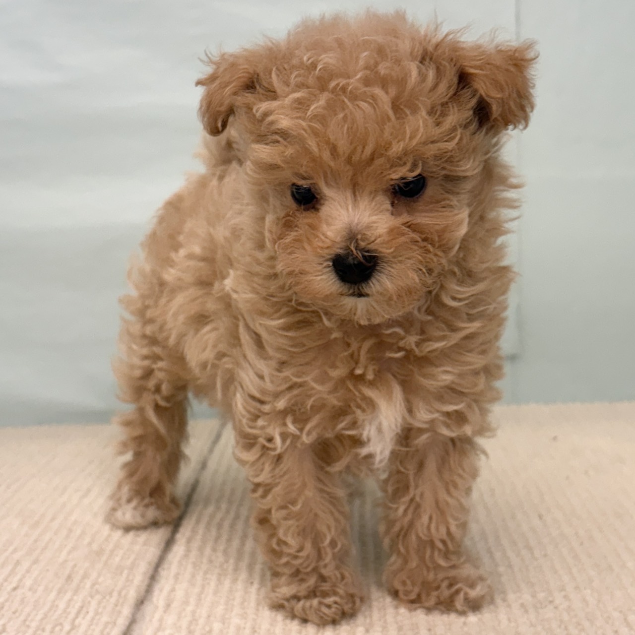 愛知県のマルプー(マルチーズ×プードル) (犬の家&猫の里エアポートウォーク店/2025年8月22日生まれ/女の子/アプリコット)の子犬の3枚目の画像
