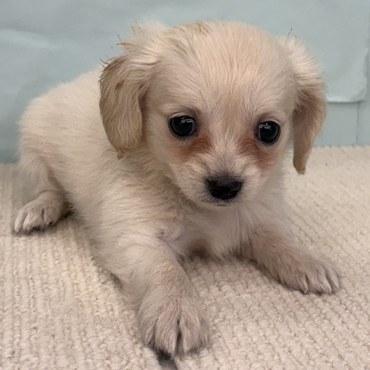 愛知県のチワックス(チワワ×ダックス) (犬の家＆猫の里春日井本店/2025年8月23日生まれ/女の子/クリーム)の子犬の3枚目の画像