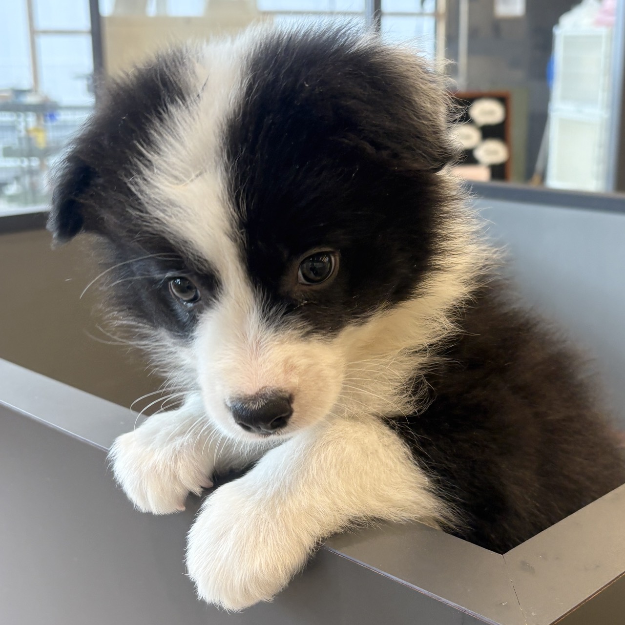 愛知県のボーダーコリー (犬の家＆猫の里春日井本店/2025年8月29日生まれ/女の子/ブラックホワイト)の子犬の3枚目の画像