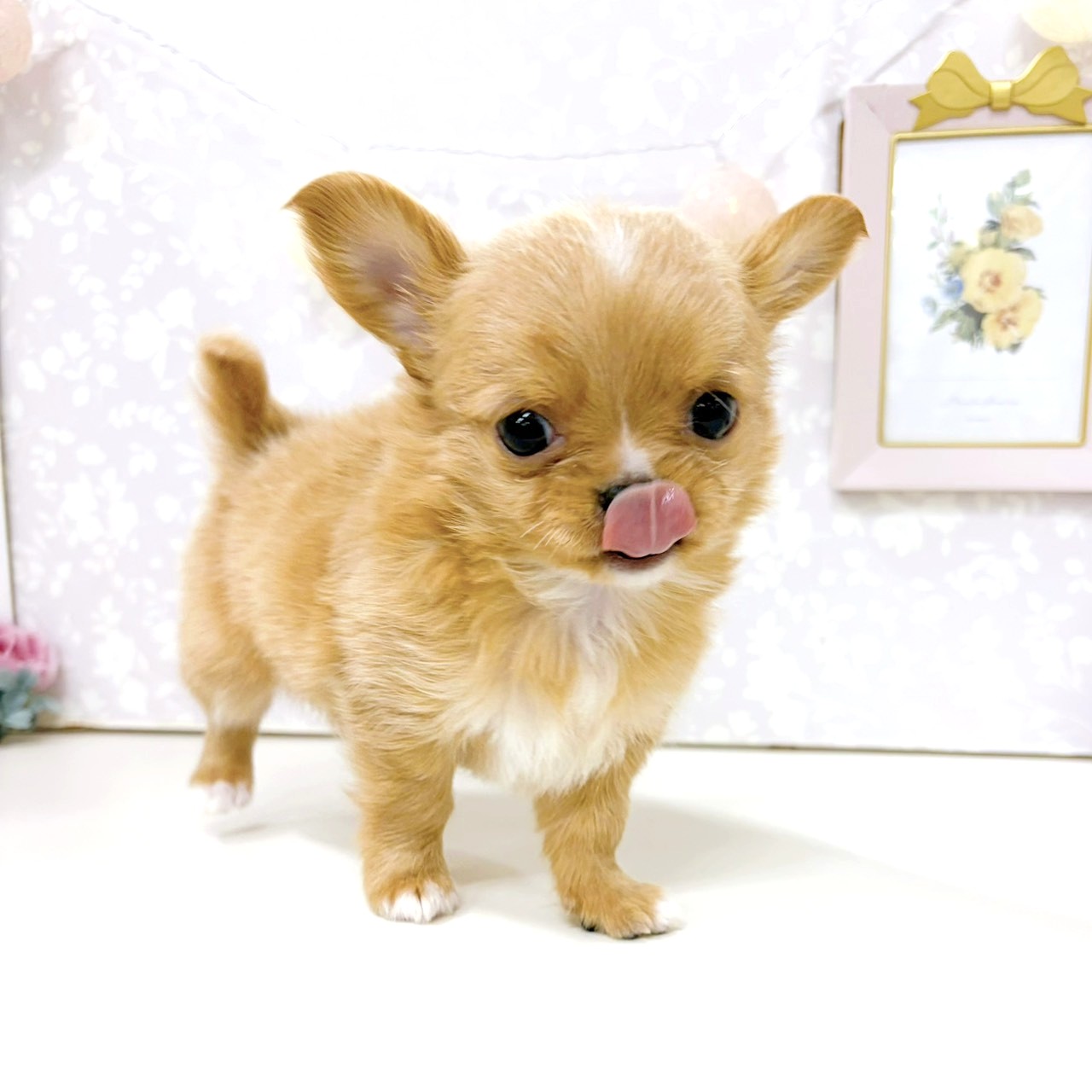 富山県のチワワ(ロング) (犬の家＆猫の里アミーゴ高岡蓮花寺店/2026年3月1日生まれ/男の子/レッドホワイト)の子犬の3枚目の画像