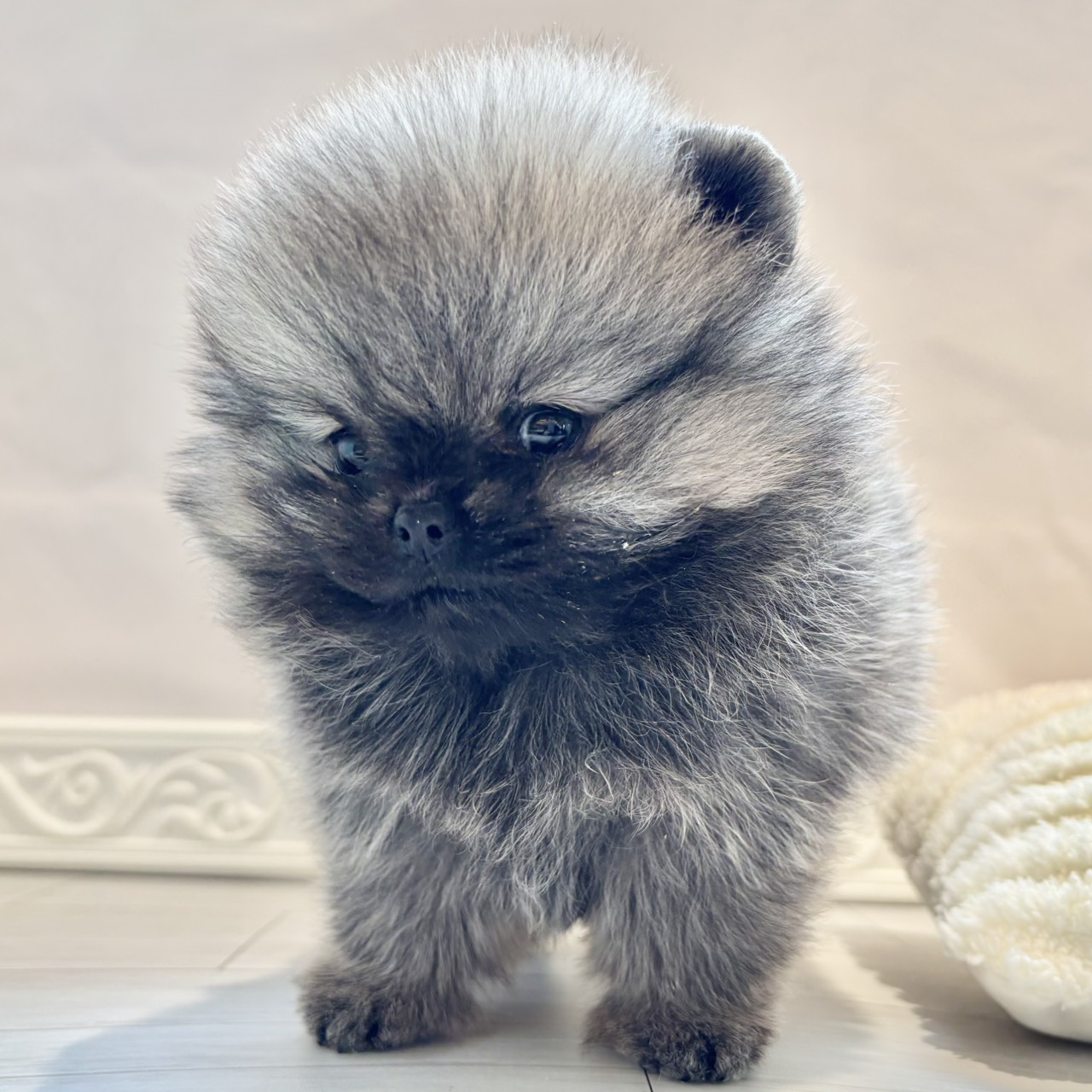 愛知県のポメラニアン (犬の家＆猫の里春日井本店/2025年11月30日生まれ/女の子/クリームセーブル)の子犬の3枚目の画像