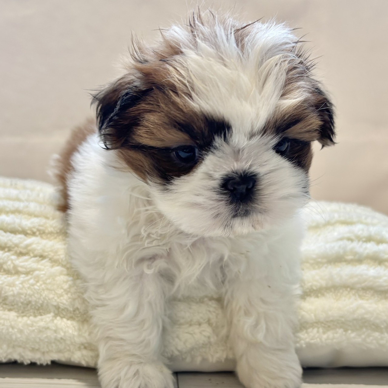 愛知県のシーズー (犬の家＆猫の里春日井本店/2025年12月2日生まれ/男の子/ホワイトゴールド)の子犬の3枚目の画像