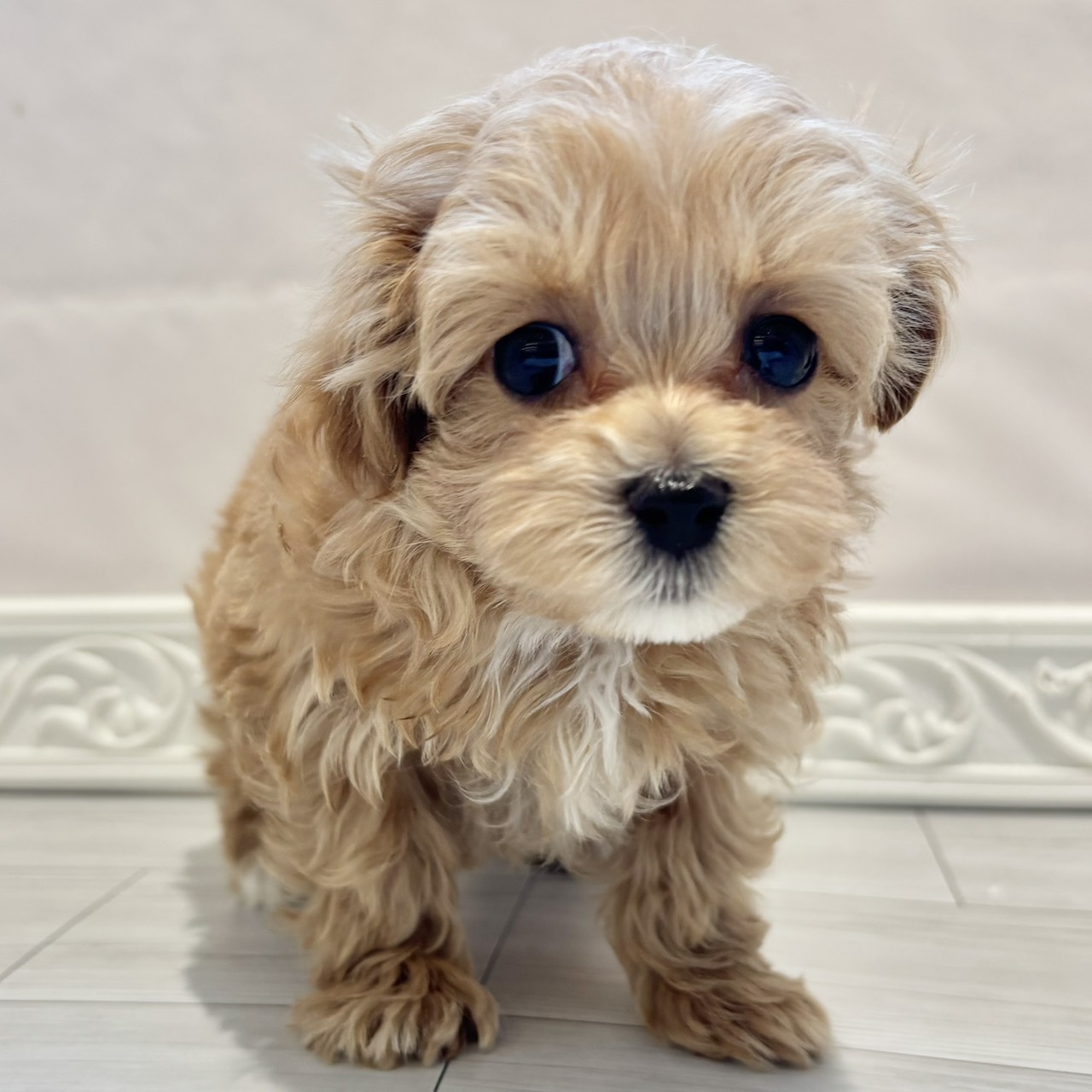 愛知県のマルプー(マルチーズ×プードル) (犬の家＆猫の里春日井本店/2025年11月30日生まれ/女の子/アプリコット)の子犬の3枚目の画像