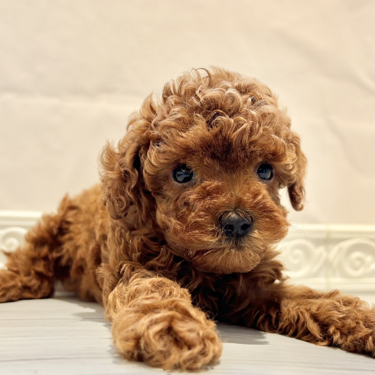 愛知県のトイプードル(トイ) (犬の家＆猫の里春日井本店/2025年12月2日生まれ/女の子/アプリコット)の子犬の3枚目の画像