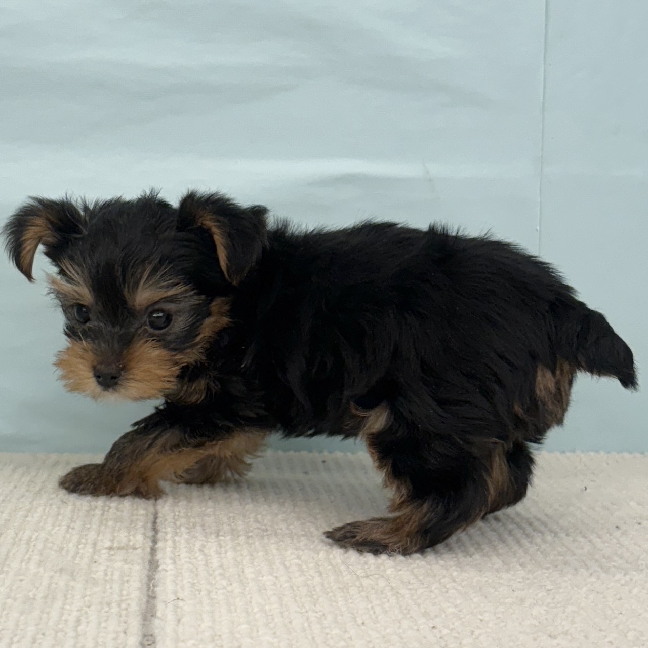 愛知県のヨークシャーテリア (犬の家＆猫の里春日井本店/2025年9月2日生まれ/男の子/スチールブルータン)の子犬の3枚目の画像
