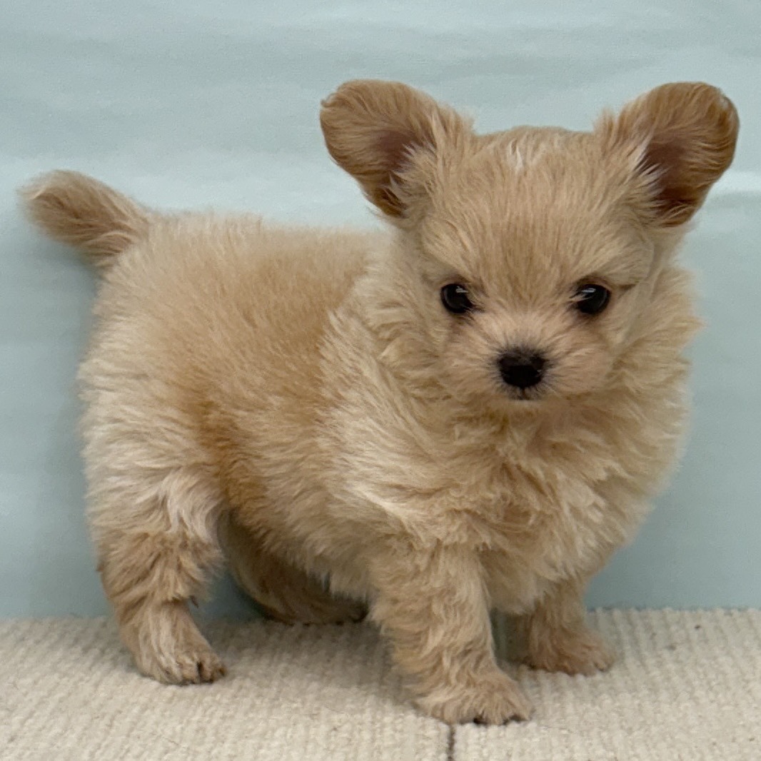 愛知県のチワプー/プーチー(チワワ×プードル) (犬の家&猫の里春日井本店/2025年9月3日生まれ/女の子/クリーム)の子犬の3枚目の画像