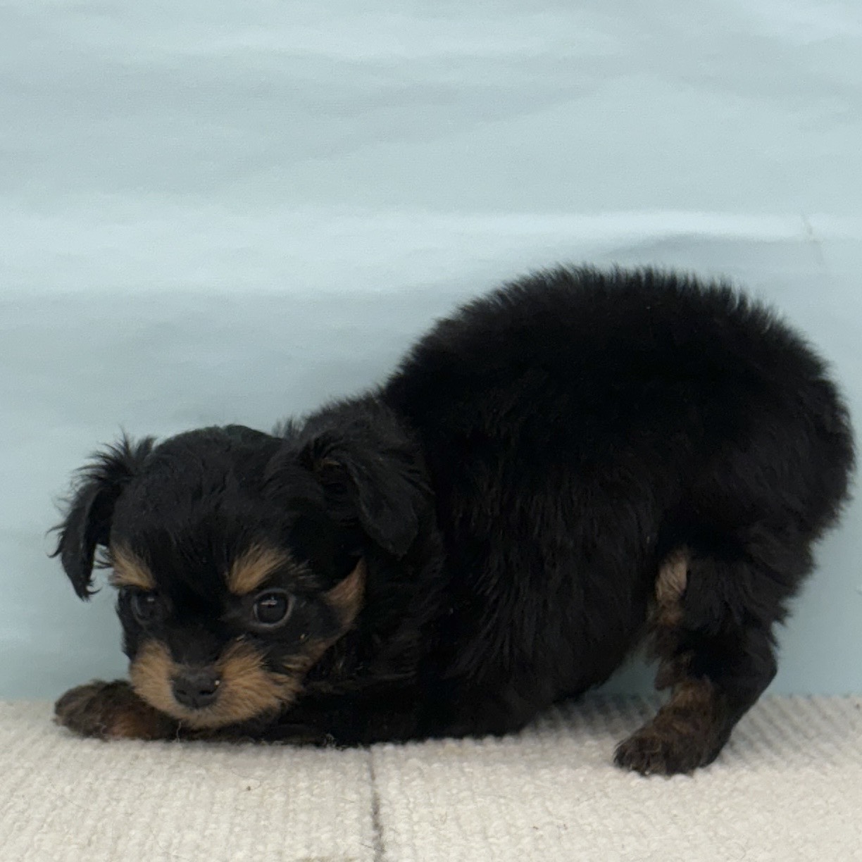 愛知県のチワプー/プーチー(チワワ×プードル) (犬の家&猫の里春日井本店/2025年9月3日生まれ/女の子/ブラックタン)の子犬の3枚目の画像