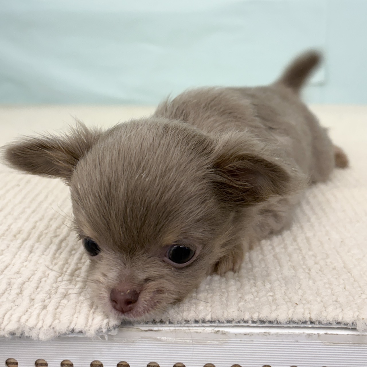 愛知県のチワワ(ロング) (犬の家＆猫の里春日井本店/2025年8月31日生まれ/男の子/イザベラタン)の子犬