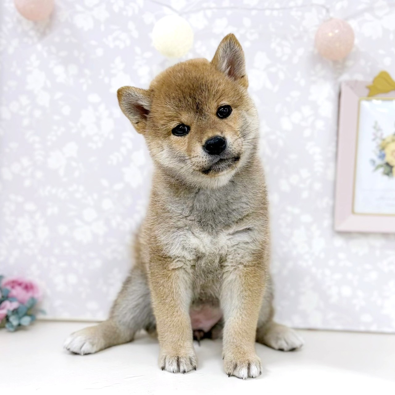 富山県の柴犬(標準サイズ) (犬の家＆猫の里アミーゴ高岡蓮花寺店/2026年4月5日生まれ/女の子/赤)の子犬の3枚目の画像