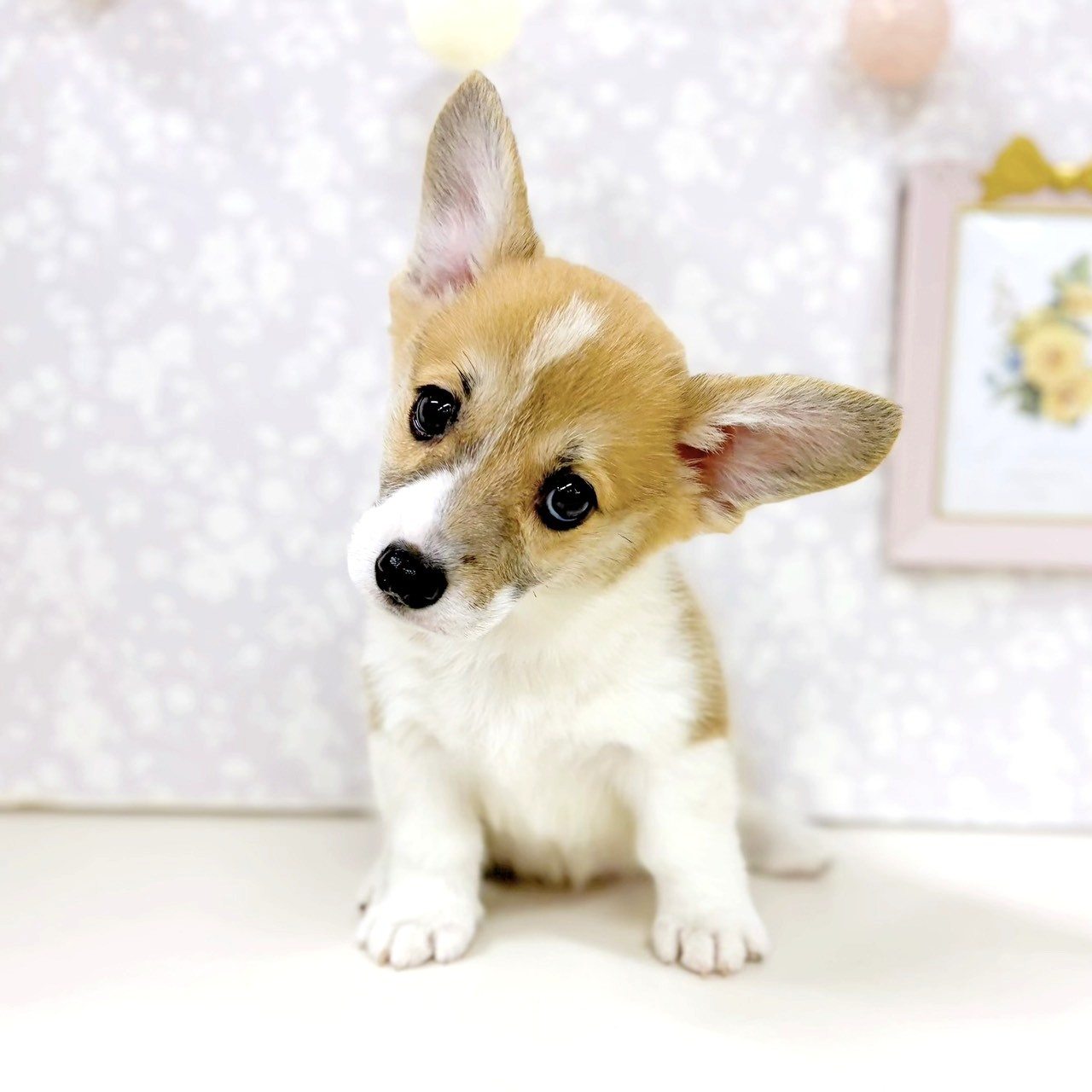 富山県のウェルシュコーギーペンブローク (犬の家＆猫の里アミーゴ高岡蓮花寺店/2026年4月4日生まれ/女の子/レッドホワイト)の子犬の3枚目の画像
