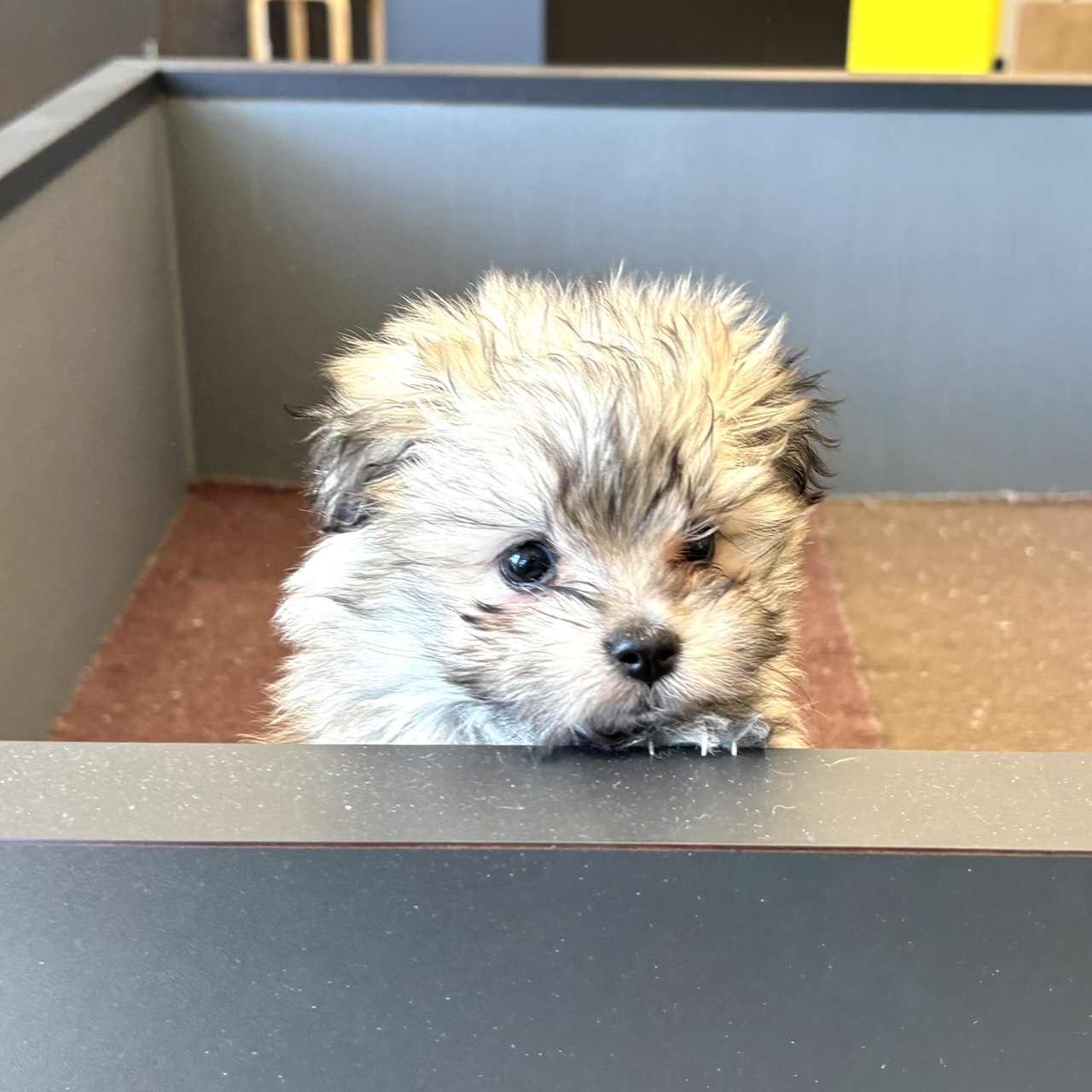 東京都のポメマル/マルポメ(ポメラニアン×マルチーズ) (犬の家＆猫の里ペットフォレスト小平店/2025年12月20日生まれ/女の子/オレンジセーブル)の子犬の3枚目の画像