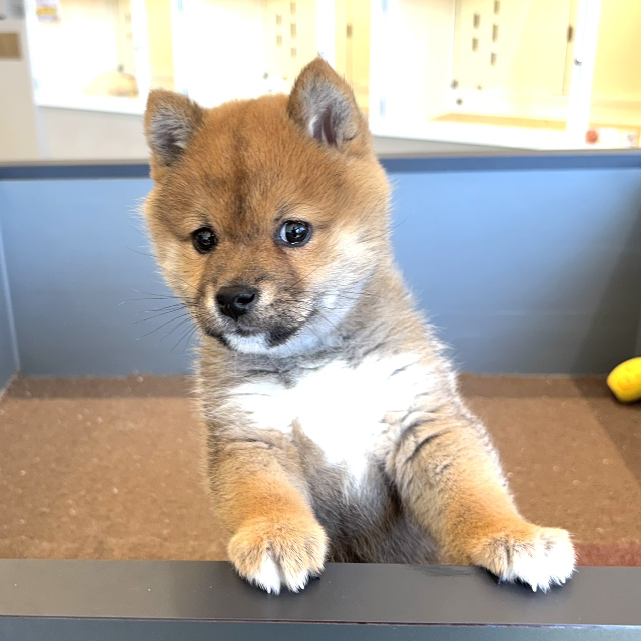 東京都の柴犬(標準サイズ) (犬の家＆猫の里ペットフォレスト小平店/2025年12月21日生まれ/男の子/赤)の子犬の3枚目の画像