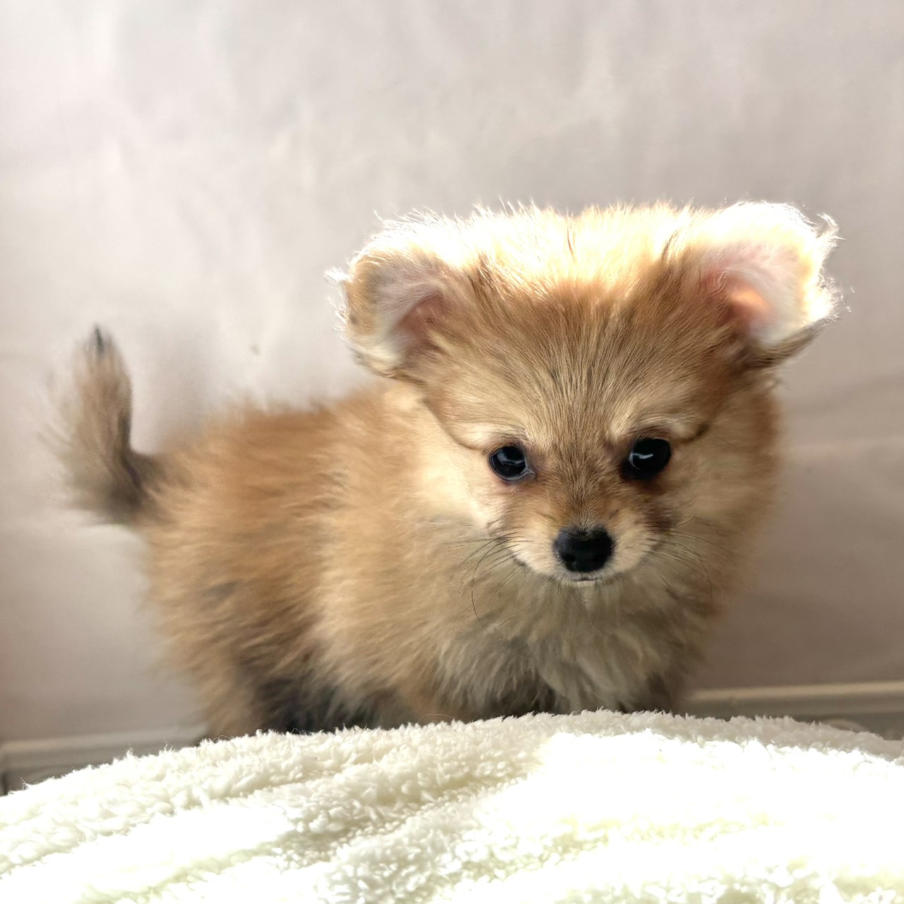 東京都のポメチワ/チワポメ/ポメチー(ポメラニアン×チワワ) (犬の家＆猫の里ペットフォレスト小平店/2025年12月18日生まれ/女の子/オレンジ)の子犬の3枚目の画像