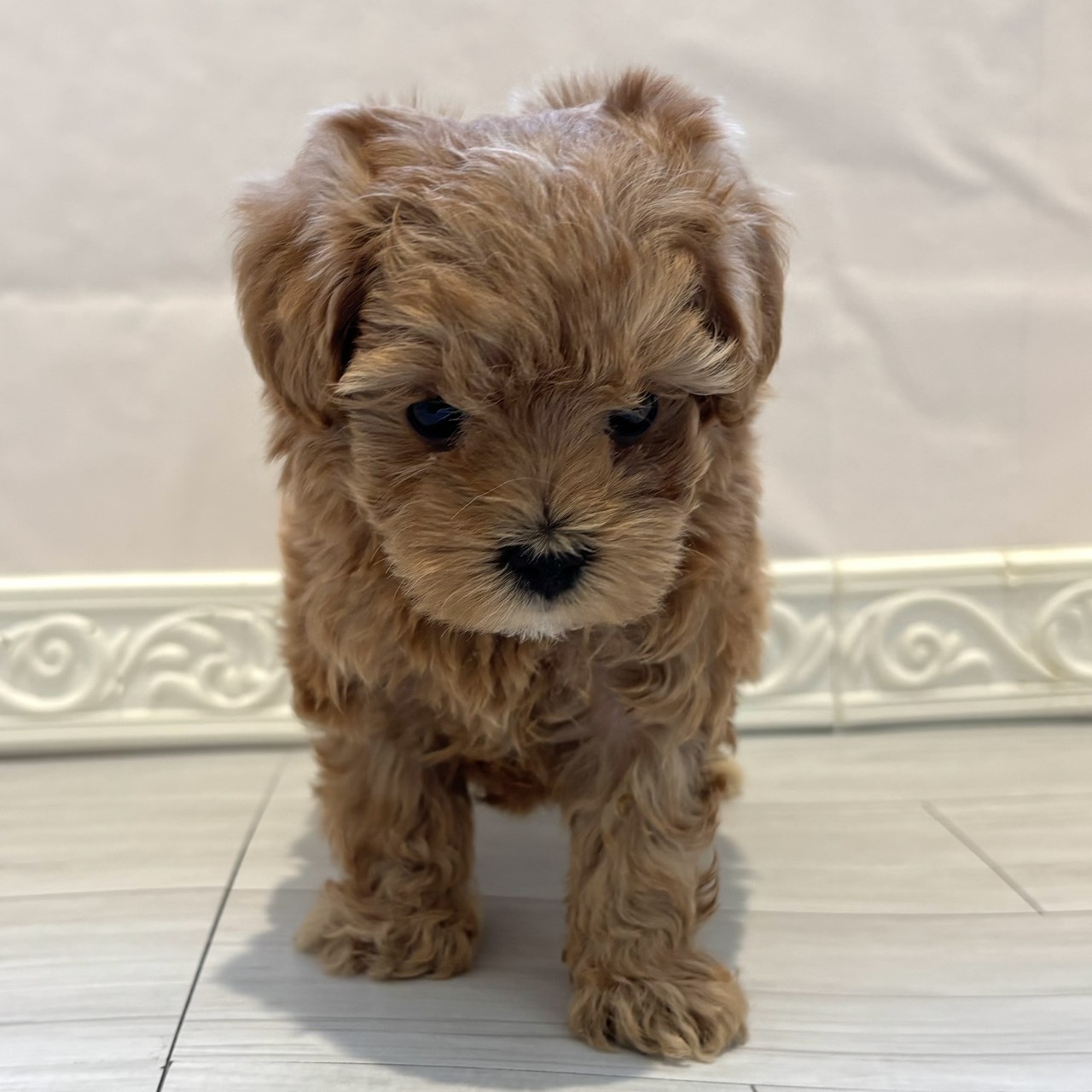 愛知県のマルプー(マルチーズ×プードル) (犬の家＆猫の里春日井本店/2025年12月22日生まれ/男の子/アプリコット)の子犬の3枚目の画像