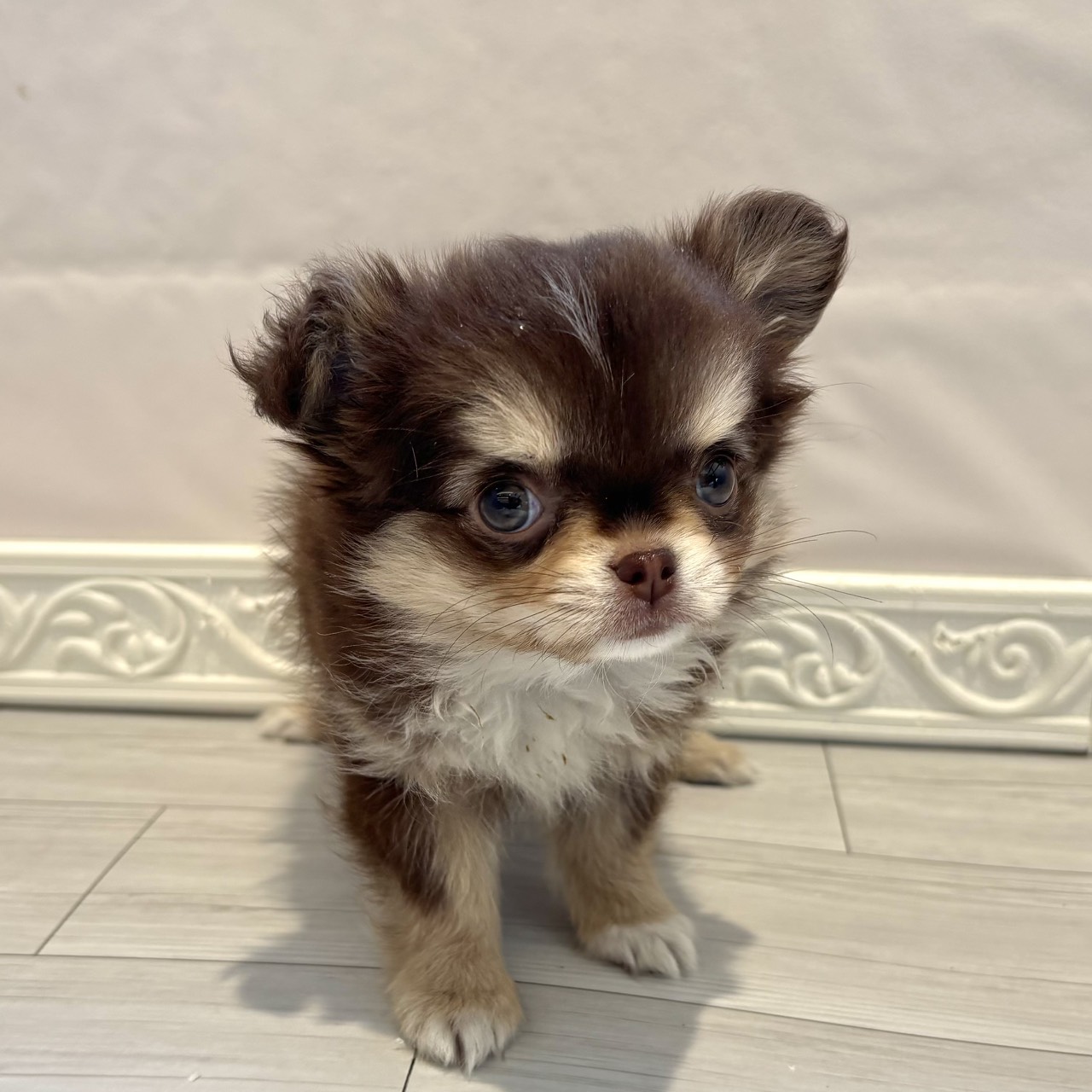 愛知県のチワワ(ロング) (犬の家＆猫の里春日井本店/2025年12月18日生まれ/女の子/チョコレートクリームホワイト)の子犬の3枚目の画像