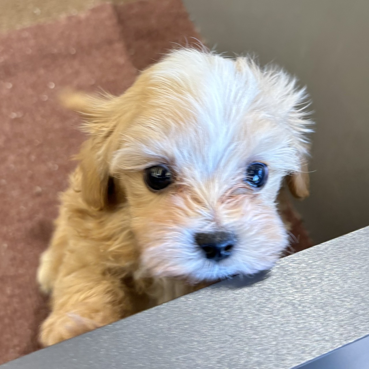 愛知県のマルプー(マルチーズ×プードル) (犬の家＆猫の里春日井本店/2025年12月23日生まれ/男の子/アプリコットホワイト)の子犬の3枚目の画像