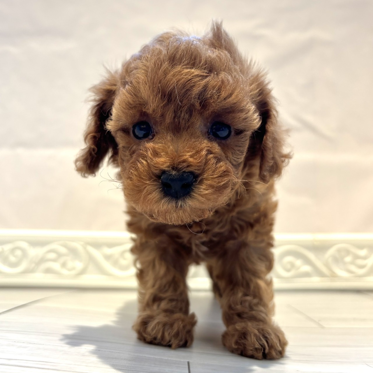 愛知県のトイプードル(トイ) (犬の家＆猫の里春日井本店/2025年12月20日生まれ/男の子/レッドフォーン)の子犬の3枚目の画像