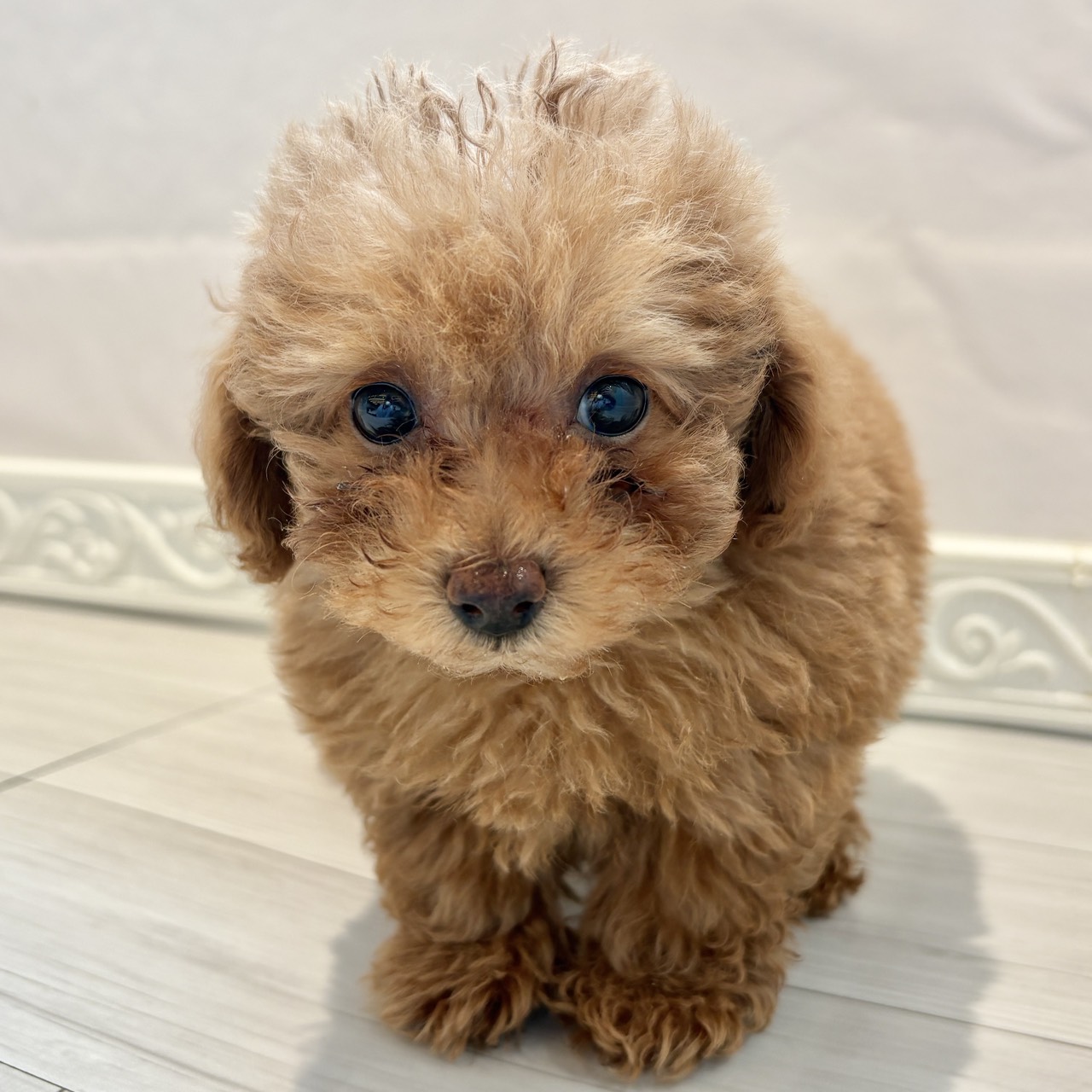 愛知県のトイプードル(トイ) (犬の家＆猫の里春日井本店/2025年12月31日生まれ/女の子/レッドフォーン)の子犬の3枚目の画像