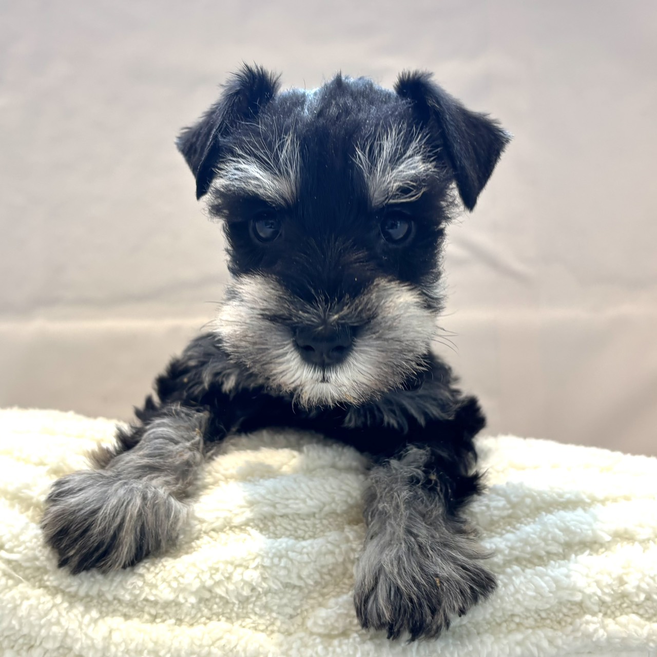 愛知県のミニチュアシュナウザー (犬の家＆猫の里春日井本店/2026年1月7日生まれ/女の子/ブラックシルバー)の子犬の3枚目の画像