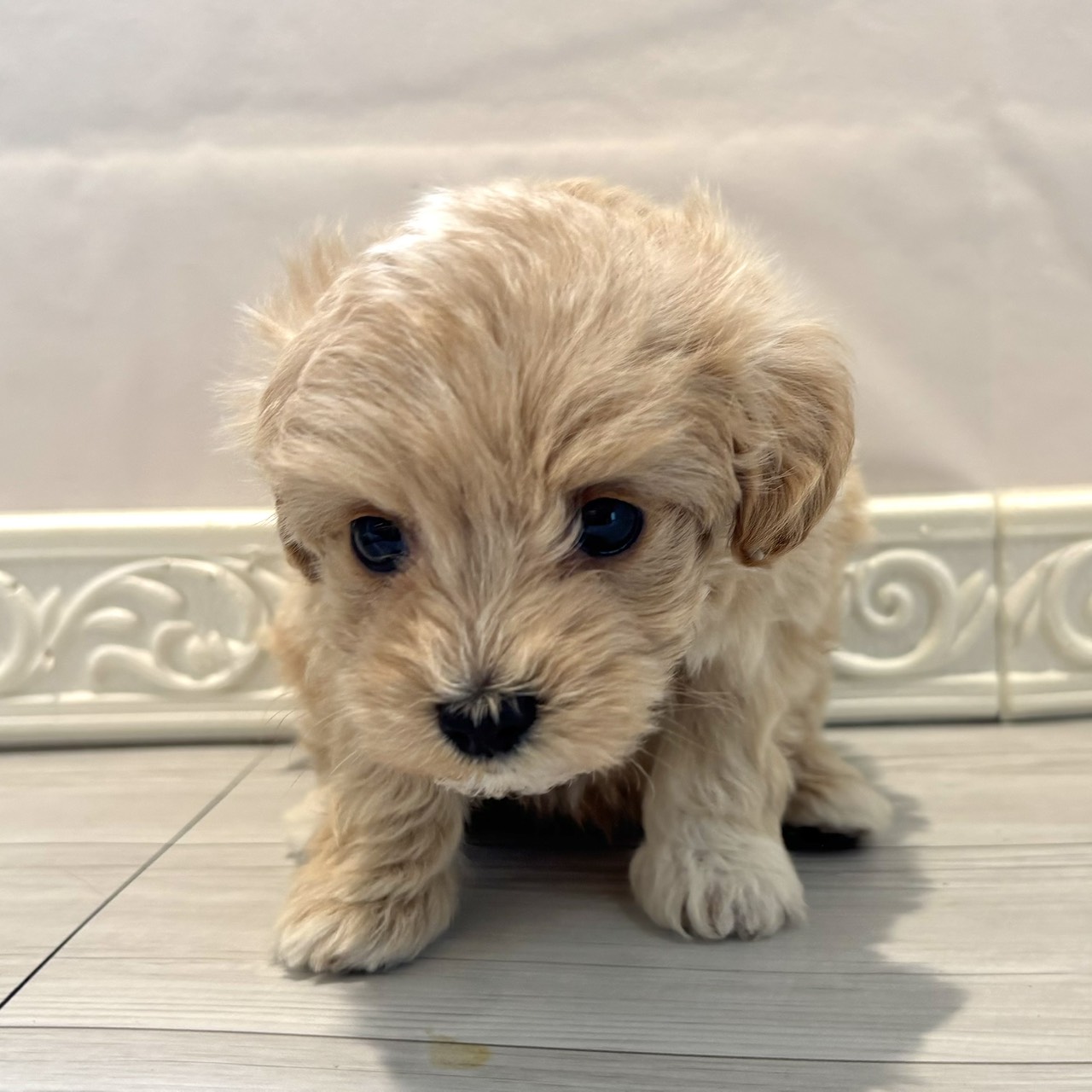 愛知県のマルプー(マルチーズ×プードル) (犬の家＆猫の里春日井本店/2026年1月7日生まれ/女の子/アプリコット)の子犬の3枚目の画像