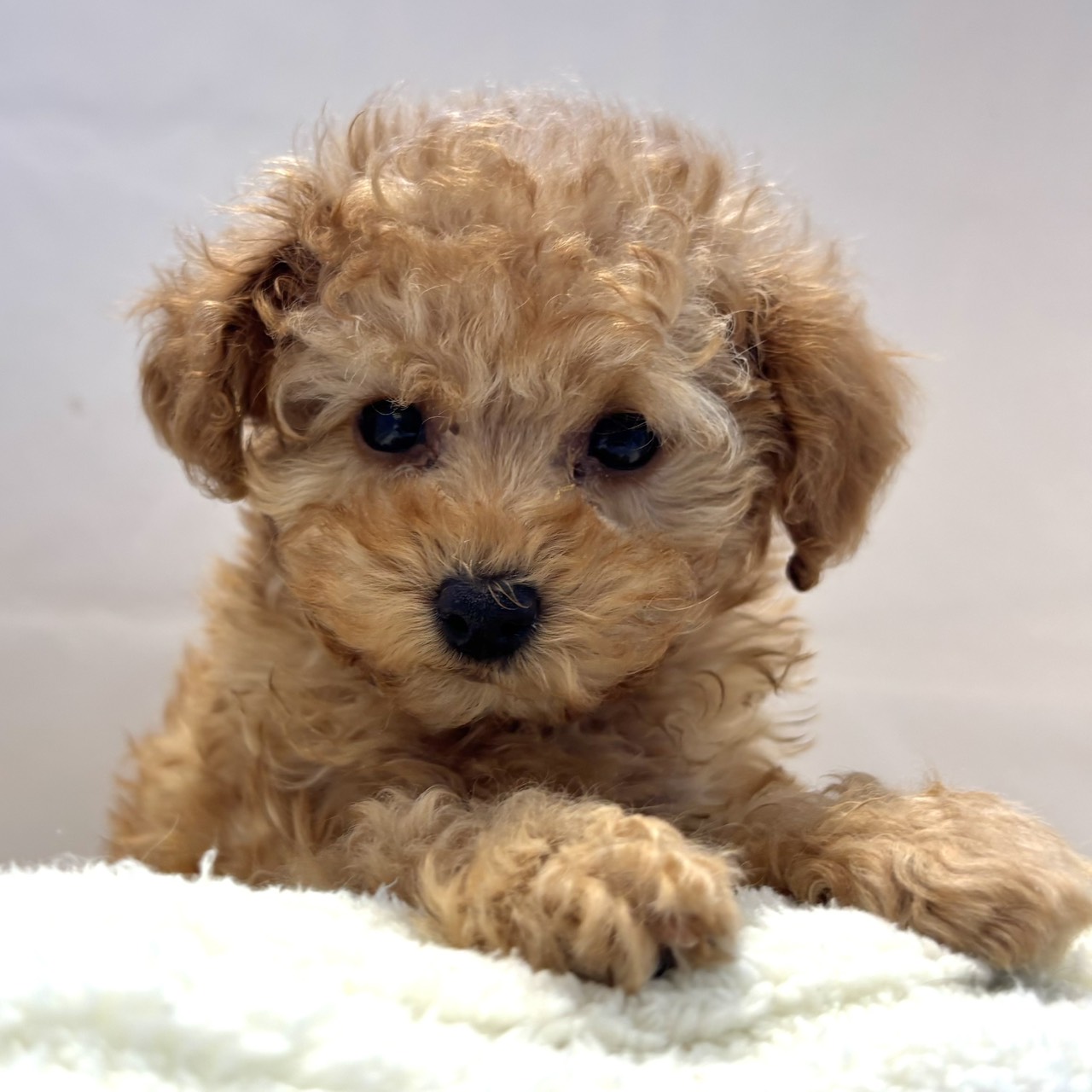 愛知県のトイプードル(トイ) (犬の家＆猫の里春日井本店/2026年1月7日生まれ/男の子/アプリコット)の子犬の3枚目の画像