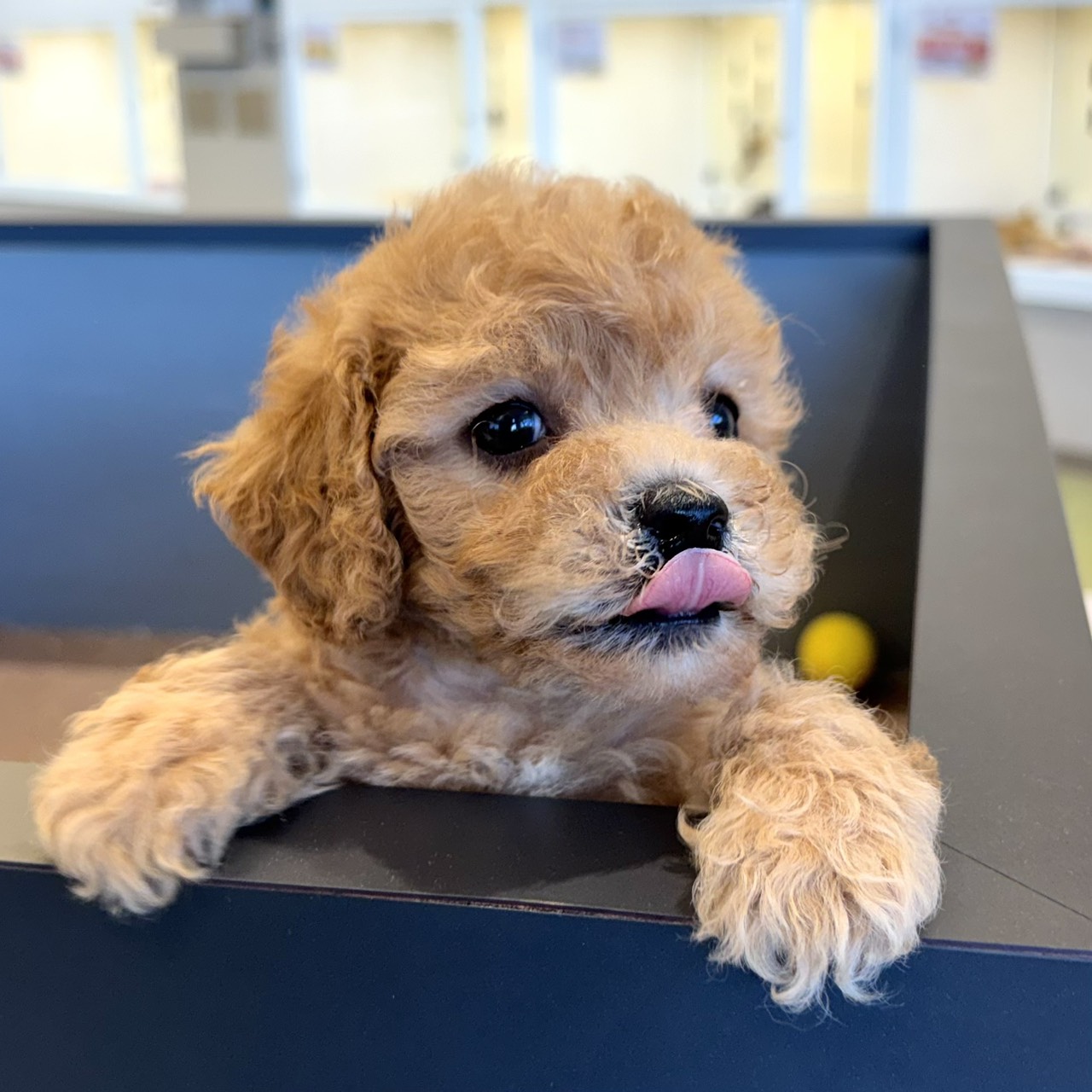 愛知県のビションプー(ビションフリーゼ×プードル) (犬の家＆猫の里春日井本店/2026年2月2日生まれ/女の子/アプリコット)の子犬の3枚目の画像