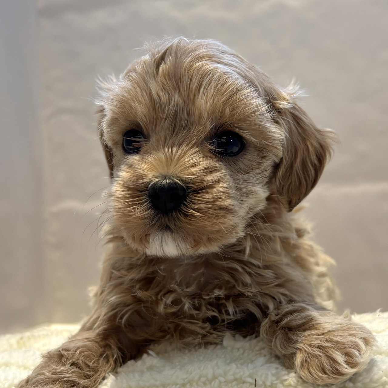 愛知県のマルプー(マルチーズ×プードル) (犬の家＆猫の里春日井本店/2026年2月2日生まれ/女の子/クリーム)の子犬の3枚目の画像