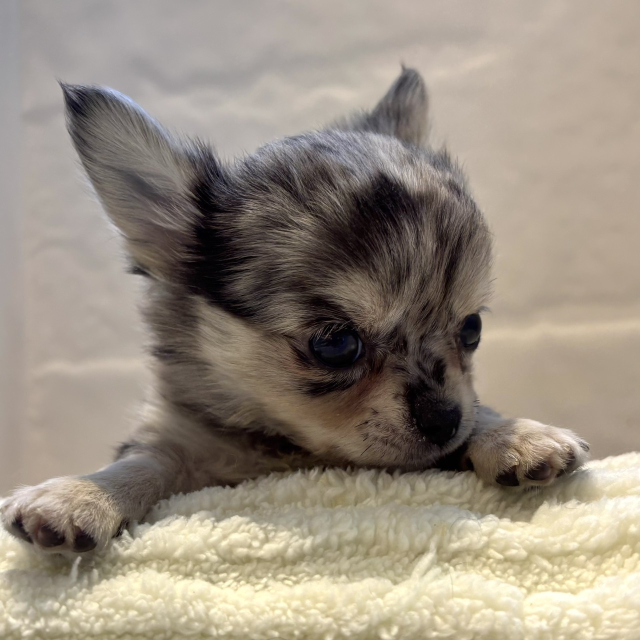 愛知県のチワワ(ロング) (犬の家＆猫の里春日井本店/2026年2月1日生まれ/女の子/ブルーマール&タン)の子犬の3枚目の画像