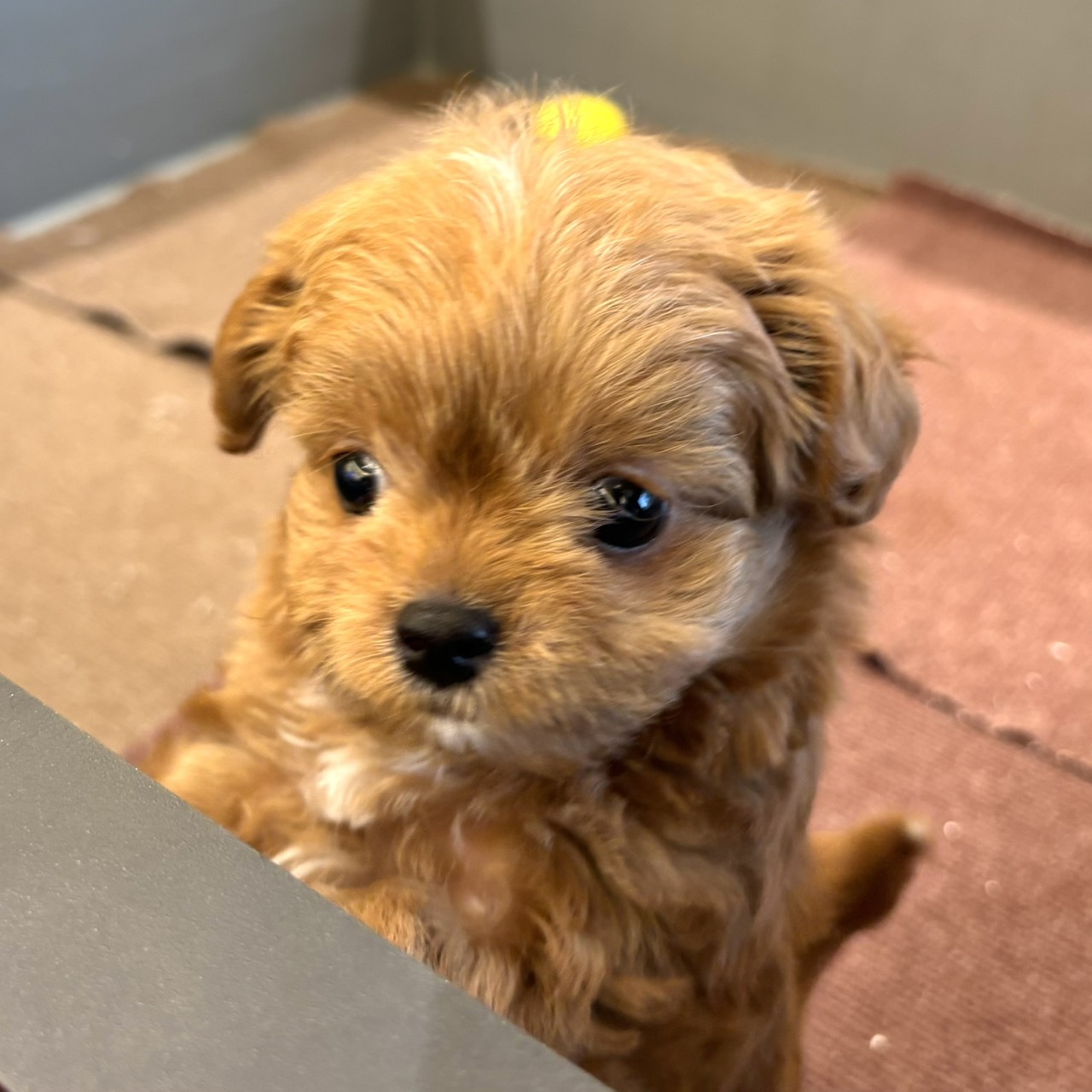 愛知県のチワプー/プーチー(チワワ×プードル) (犬の家＆猫の里春日井本店/2026年2月10日生まれ/男の子/レッド)の子犬の3枚目の画像