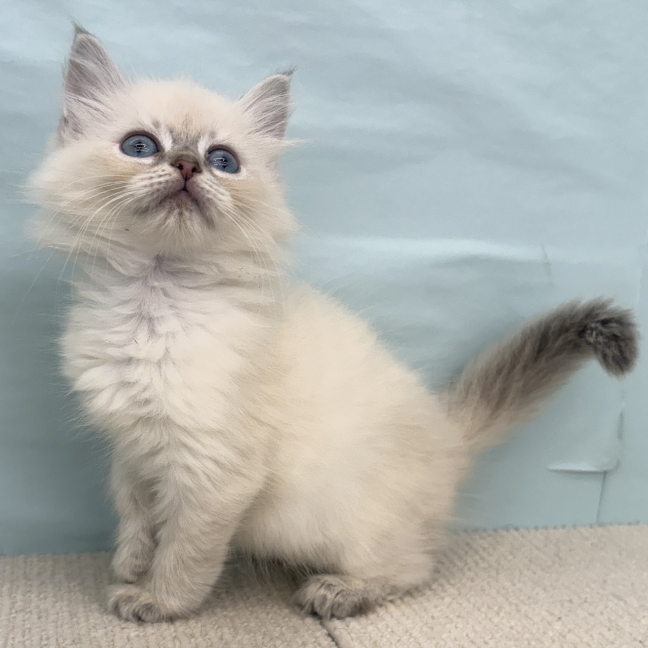 愛知県のネヴァマスカレード (犬の家＆猫の里春日井本店/2025年9月5日生まれ/女の子/ブルーリンクスポイントホワイト)の子猫の3枚目の画像