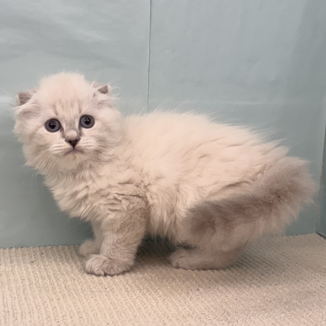 愛知県のスコティッシュフォールド (犬の家＆猫の里春日井本店/2025年9月5日生まれ/男の子/ブルーリンクスポイント)の子猫の3枚目の画像